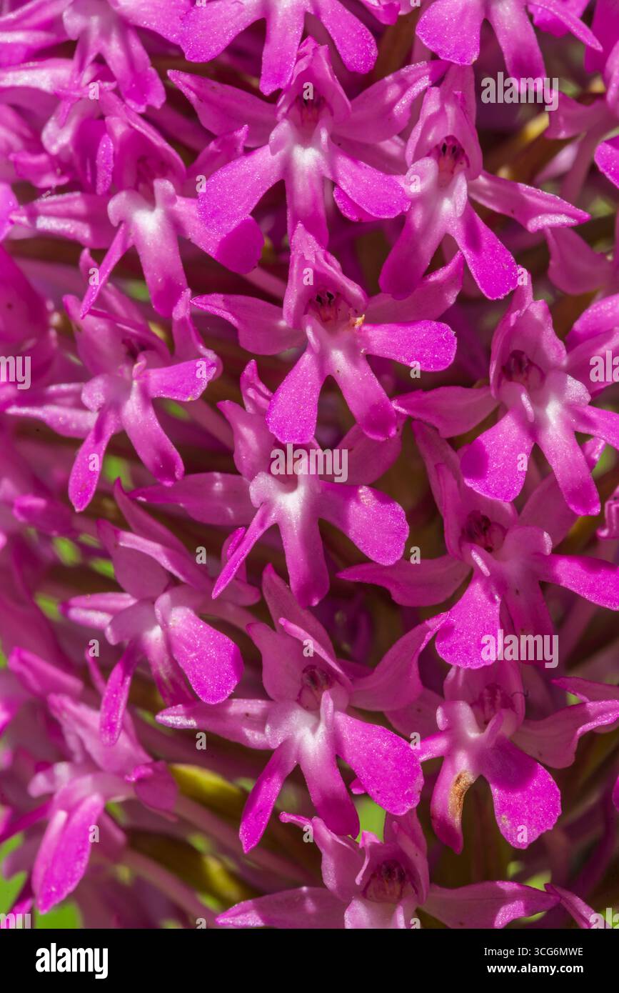France - Toulouse - Orchidée pyramidale (Anacamptis pyramidalis) - amas intime de bouquets magenta révélant des lèvres trilobées et de fins éperons Banque D'Images