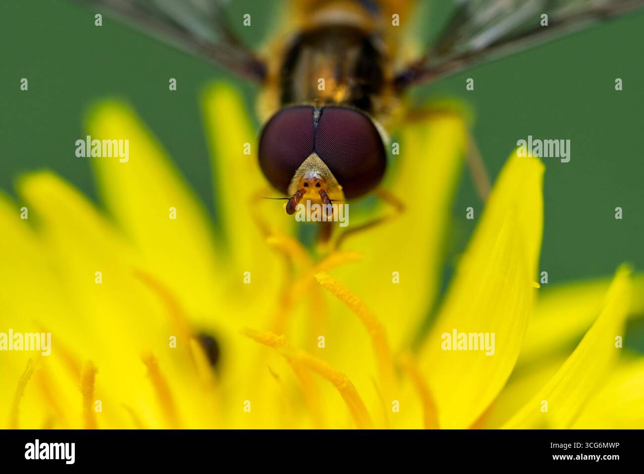France - Toulouse - Marmalade hoverfly (Episyrphus balteatus) - vue de face avec des yeux rubis plongeant dans des fleurons dorés Banque D'Images
