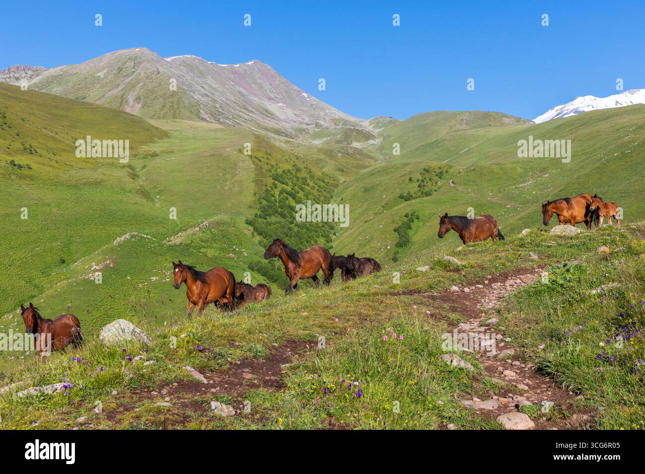 Beaux chevaux de baie courant librement à travers les champs des montagnes du Caucase à Stepantsminda, Géorgie Banque D'Images
