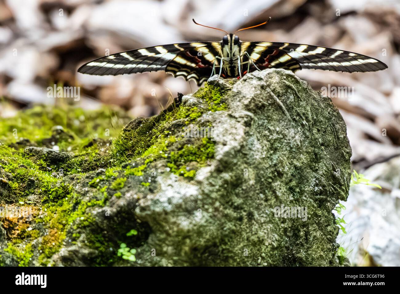 Papillon à queue d'aronde zébrée (Eurytides marcellus) au jardin botanique de Kanapaha à Gainesville, en Floride. (ÉTATS-UNIS) Banque D'Images