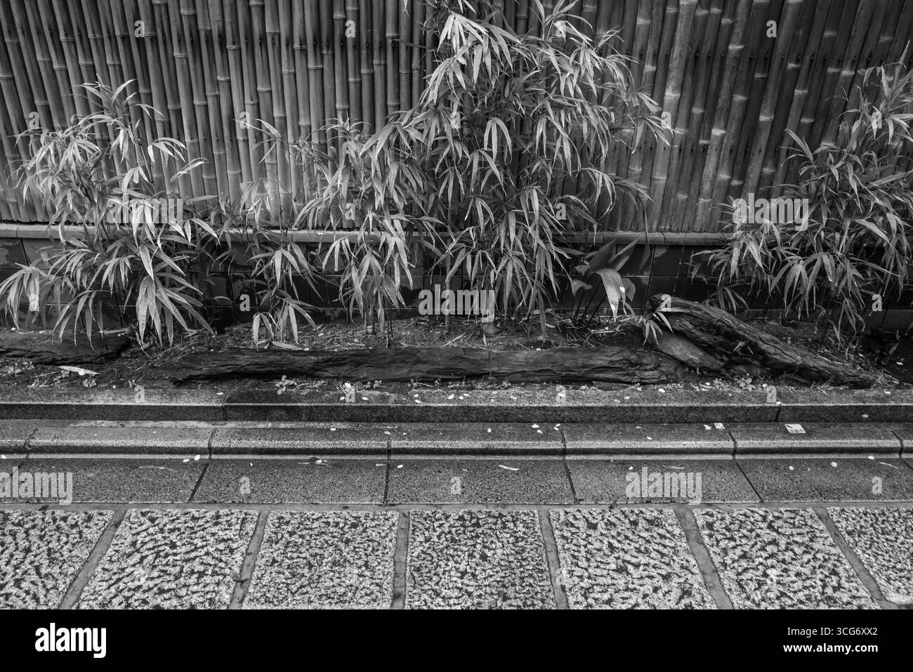 Les plants de bambou poussent devant une clôture en bambou traditionnelle, ombragée dans des tons monochromes. Le tracé pavé ajoute de la texture et décrit un paramètre de Banque D'Images