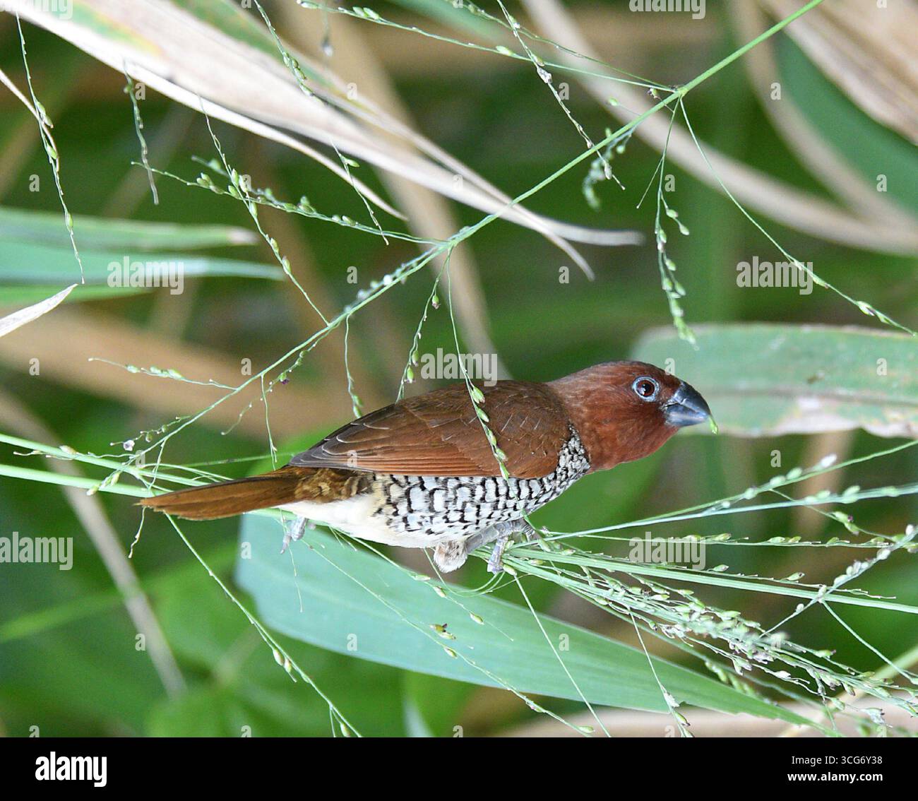 Oiseau de cage s'est échappé (probablement) bien qu'ils aient établi des groupes sauvages dans les parties sud de la Floride. Ce finch est originaire du sud-est Banque D'Images