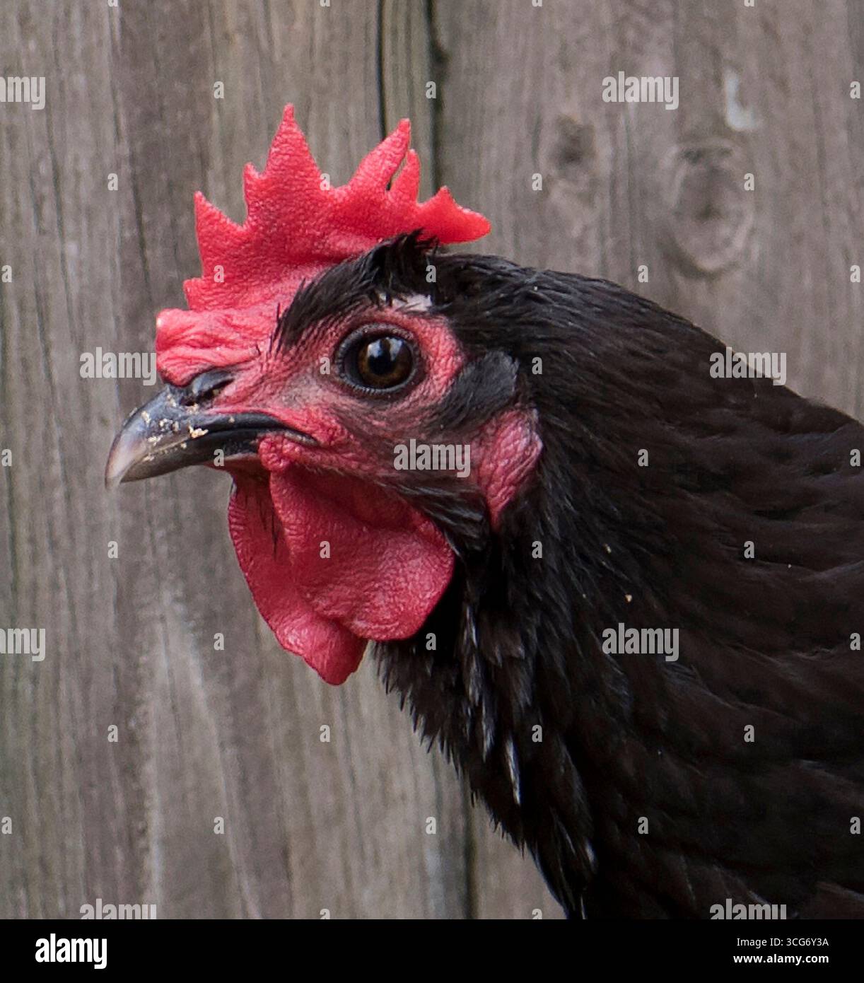 Poulet noir repulpé élevé pour la ponte des œufs et la viande. Pond environ 250 gros œufs par an. Docile. Banque D'Images