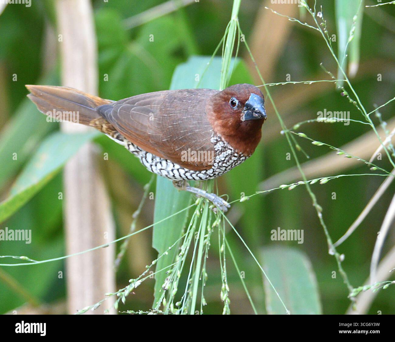 Oiseau de cage s'est échappé (probablement) bien qu'ils aient établi des groupes sauvages dans les parties sud de la Floride. Ce finch est originaire du sud-est Banque D'Images