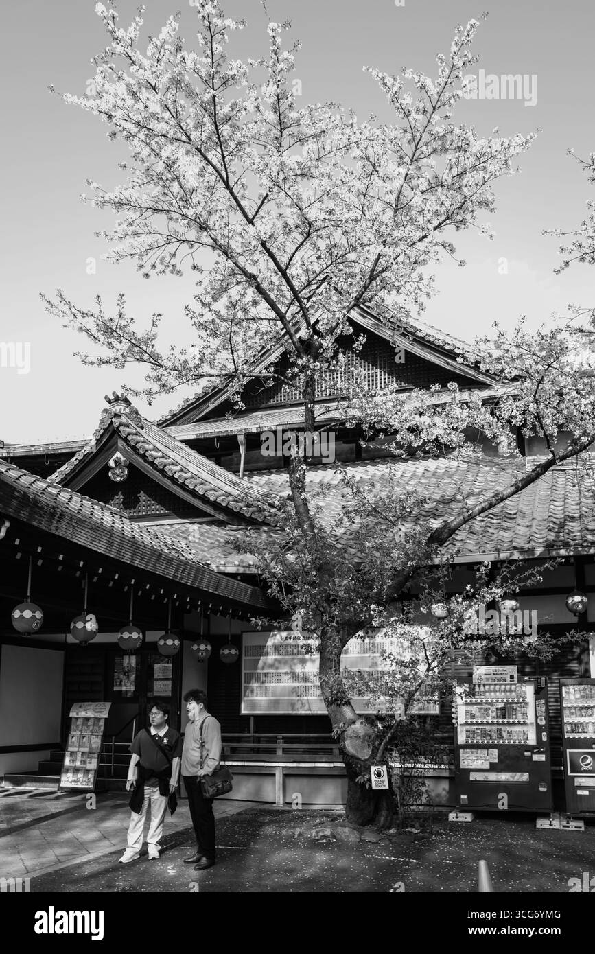 Une photo sereine en noir et blanc du théâtre Gion Kōbu Kaburenjō parmi les cerisiers en fleurs, véhiculant la beauté intemporelle et le patrimoine culturel, Gionmachi Banque D'Images