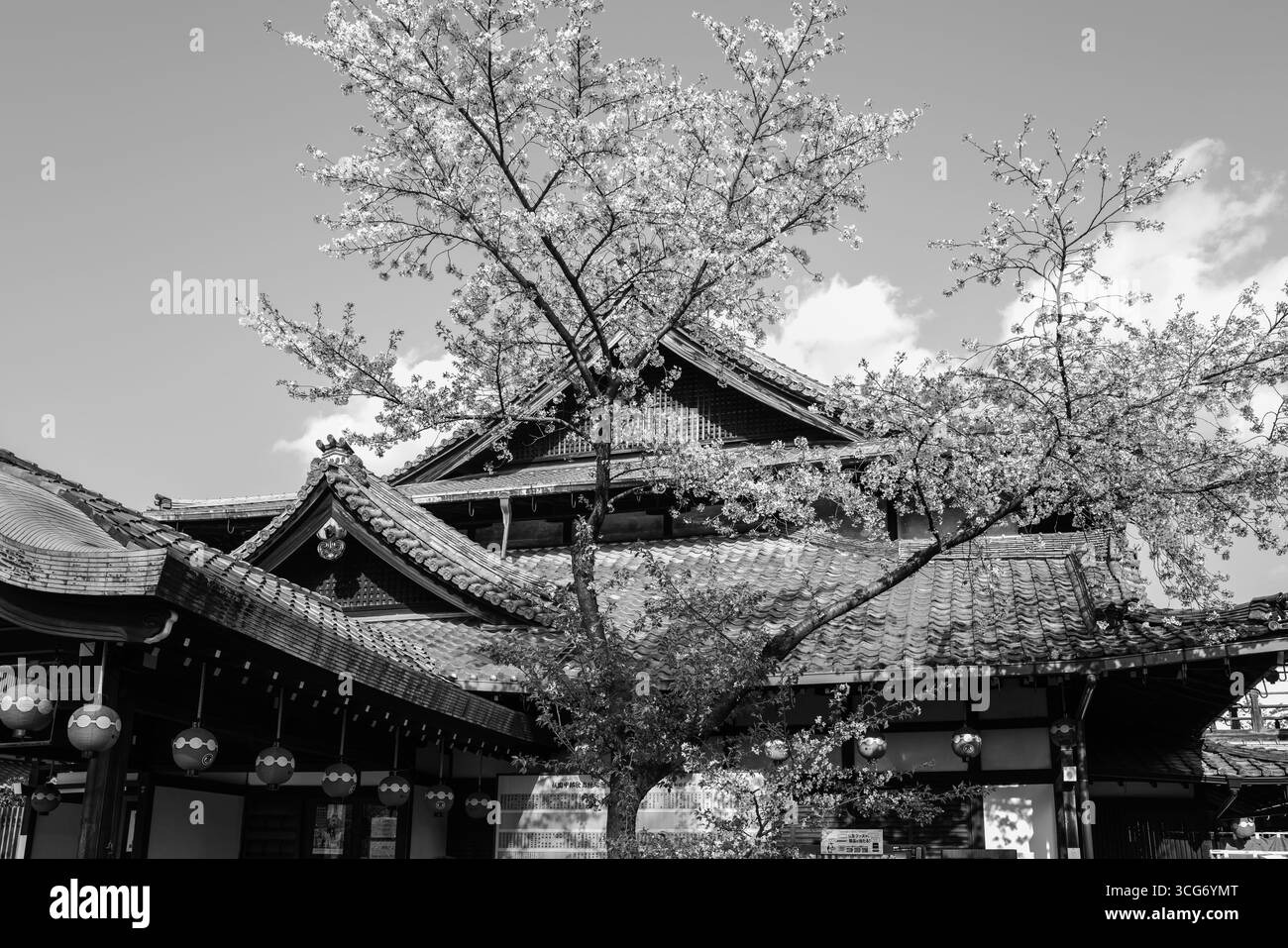 Une photo sereine en noir et blanc du théâtre Gion Kōbu Kaburenjō parmi les cerisiers en fleurs, véhiculant la beauté intemporelle et le patrimoine culturel, Gionmachi Banque D'Images