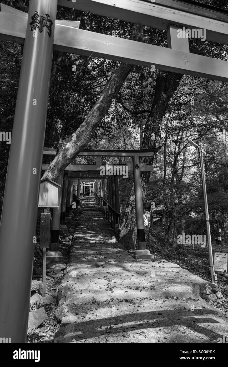 Un sentier sous les portes traditionnelles japonaises torii à travers un environnement forestier serein, capturé dans une photographie en noir et blanc montrant tranquille Banque D'Images