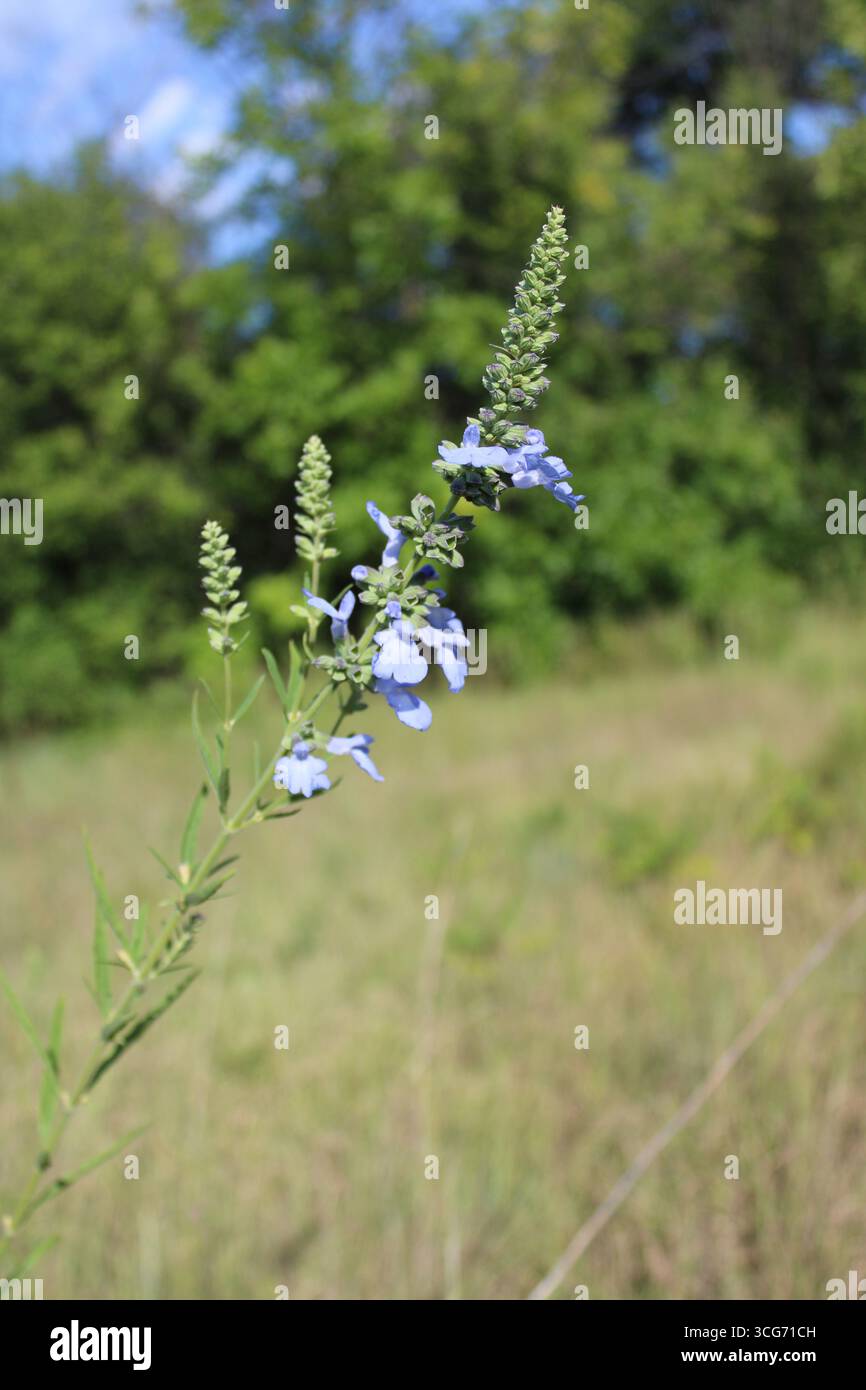 Sauge bleue sauvage dans un champ à Morton Grove, Illinois Banque D'Images