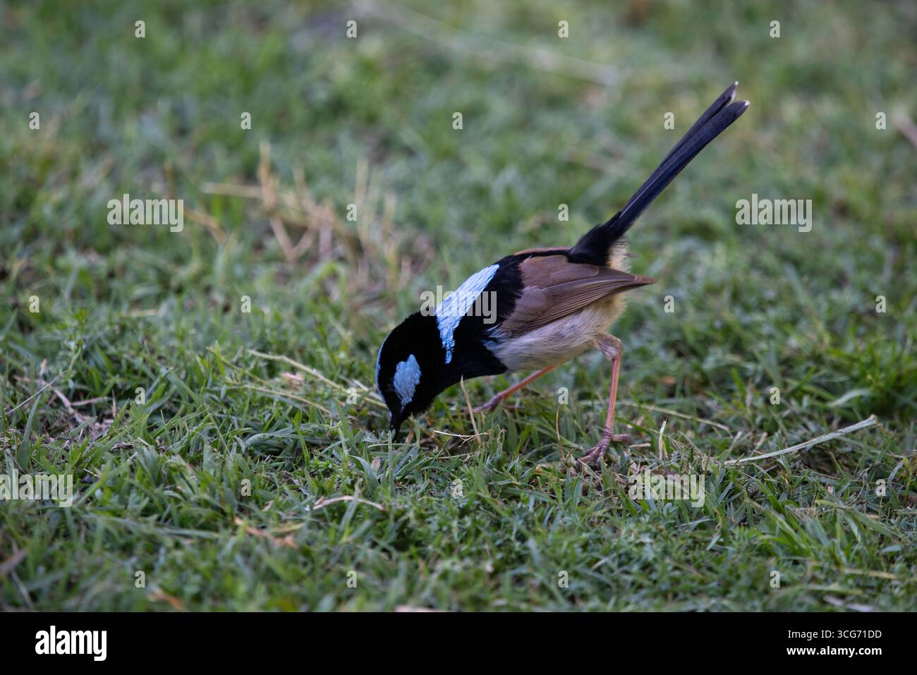 portrait d'une fée mâle gros plan Banque D'Images