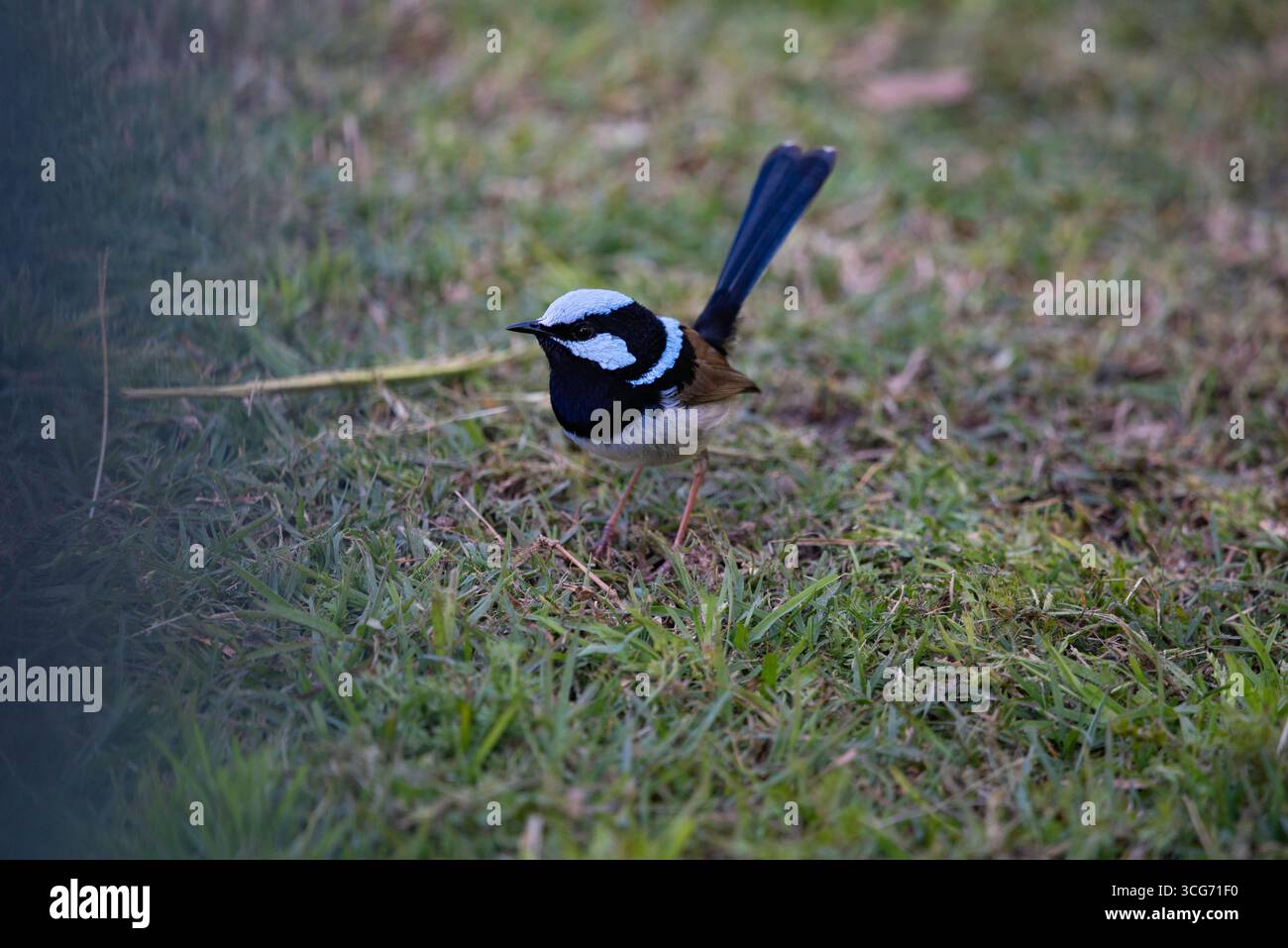 portrait d'une fée mâle gros plan Banque D'Images