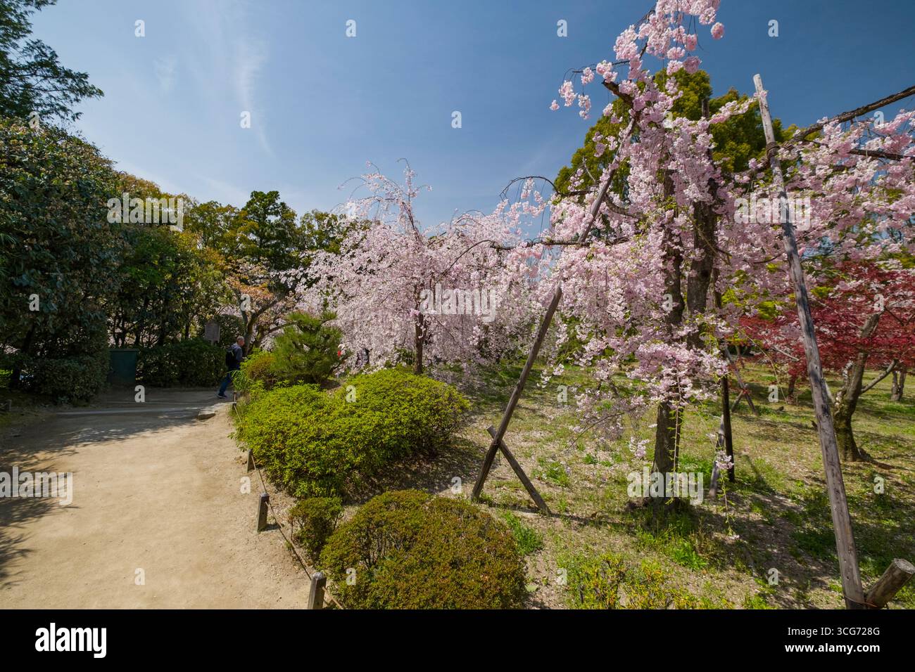 Cerisiers japonais en fleurs dans Heian Shrine Garden, Sakyo Ward, Kyoto, Kansai, Honshu, Japon Banque D'Images