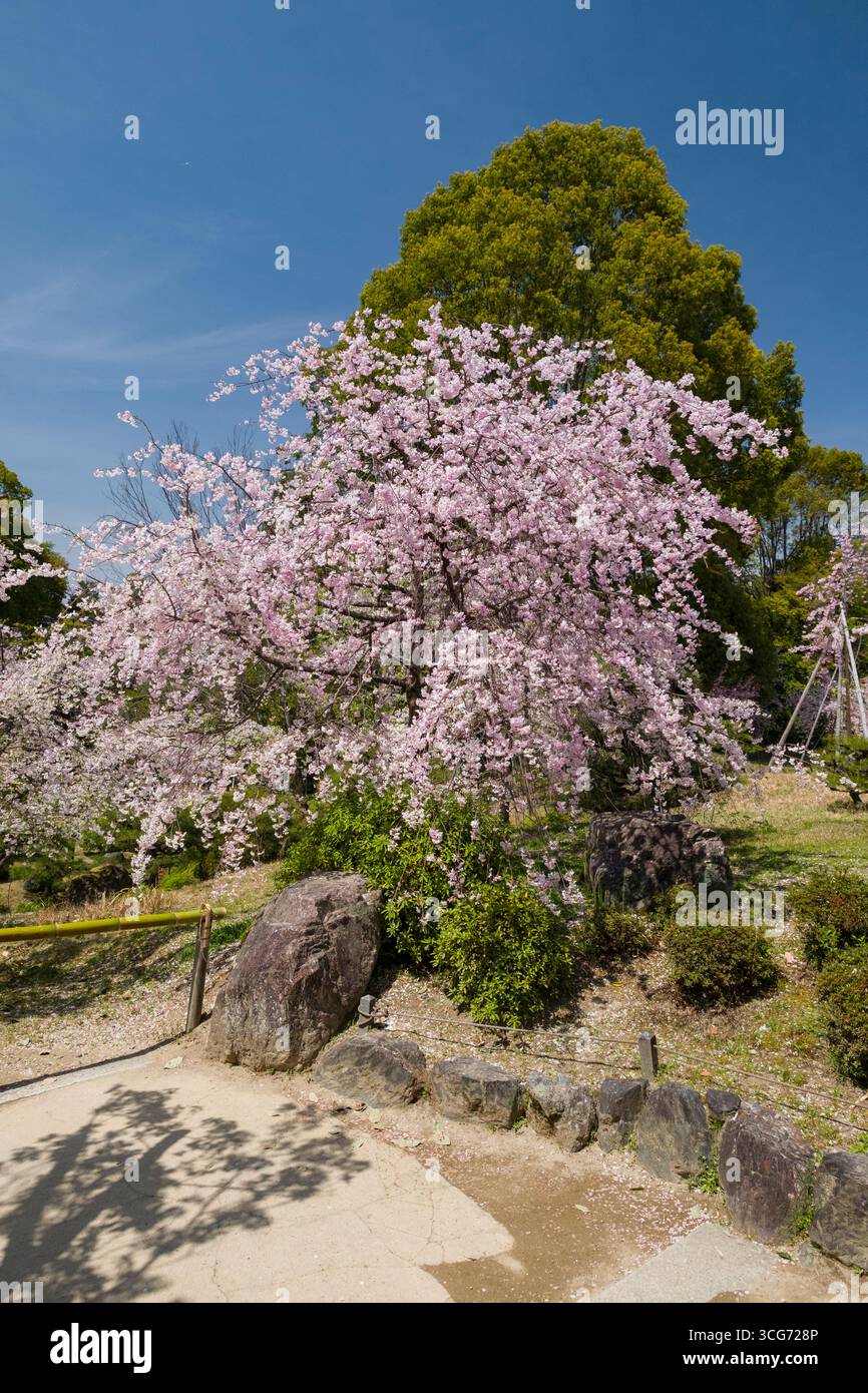 Cerisiers japonais en fleurs dans Heian Shrine Garden, Sakyo Ward, Kyoto, Kansai, Honshu, Japon Banque D'Images