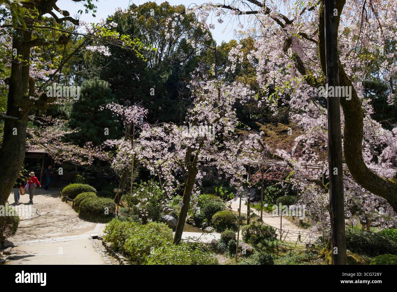 Cerisiers japonais en fleurs dans Heian Shrine Garden, Sakyo Ward, Kyoto, Kansai, Honshu, Japon Banque D'Images