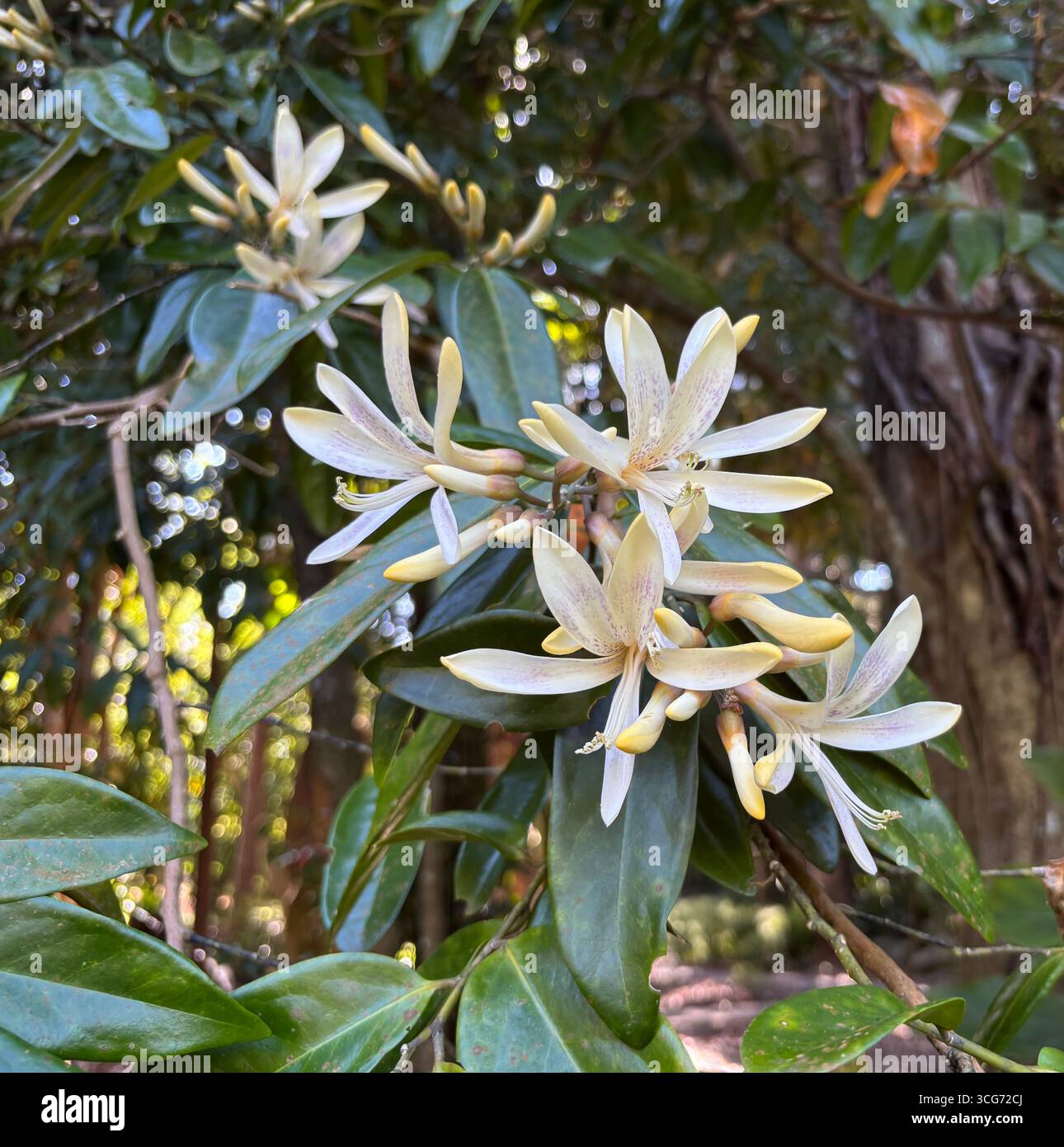 Fleurs parfumées de buis (Xanthophyllum fragrans), arbre de forêt tropicale endémique de la région de Daintree dans le nord-est du Queensland, Australie - Image de stock capturée avec un smartphone