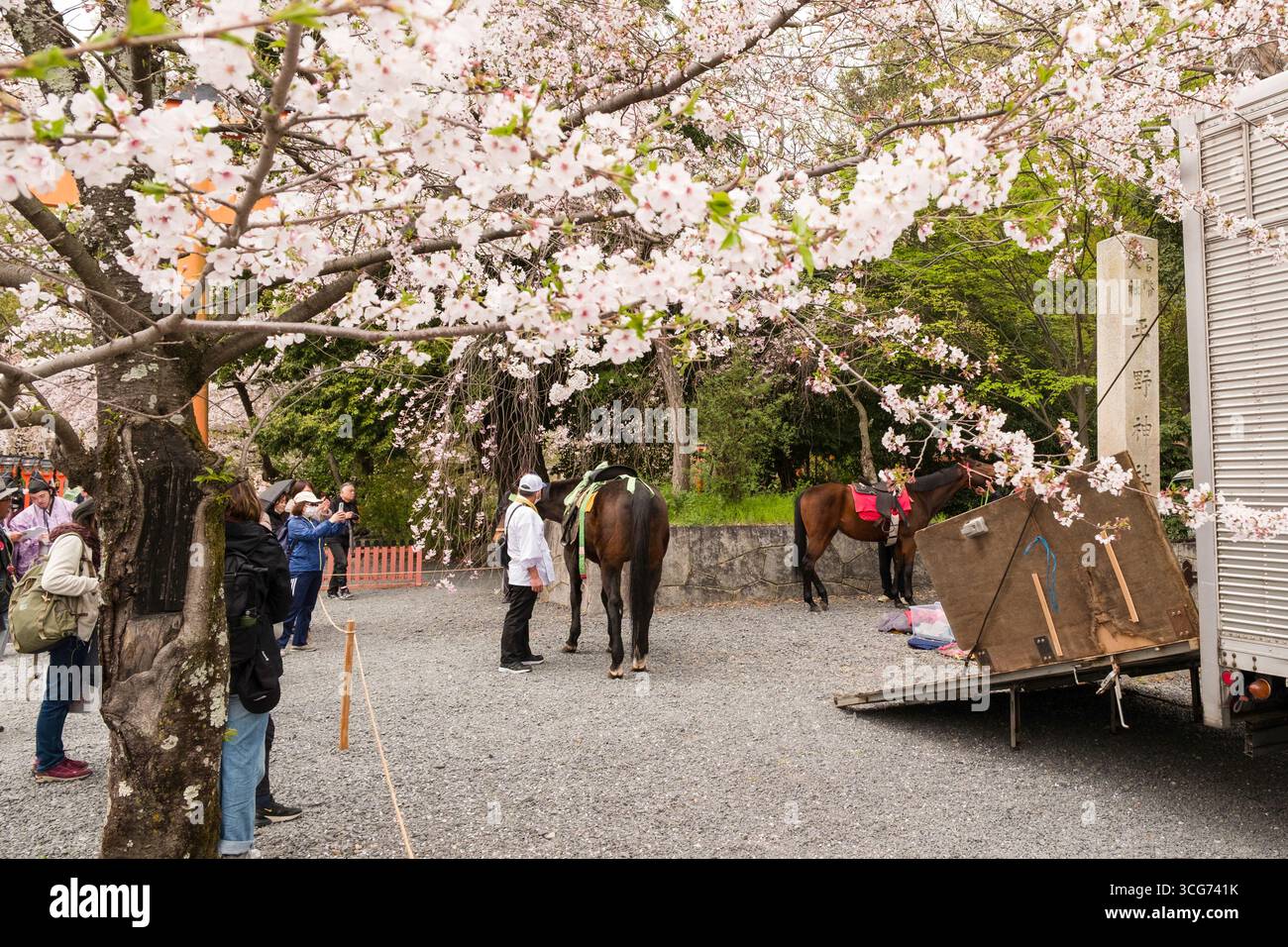Les chevaux debout sous les cerisiers japonais en pleine floraison avant le début du festival Oukasai Cherry Blossom Festival au sanctuaire Hirano, Kyoto, Japon Banque D'Images