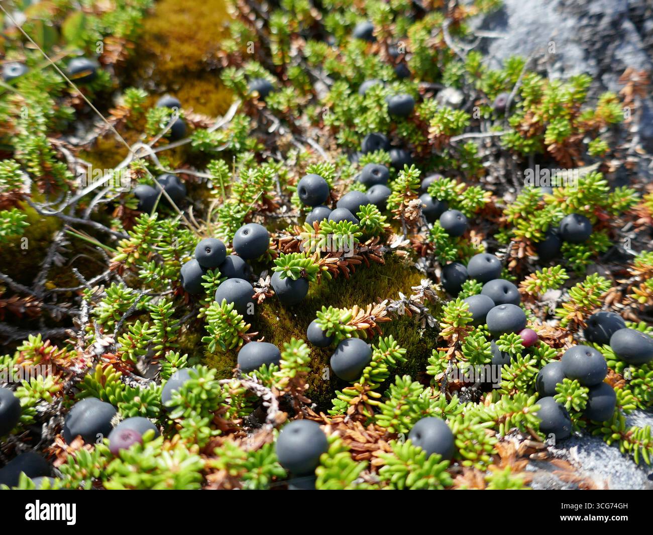 Toundra arctique plante Crowberry poussant sur la roche avec des baies Banque D'Images