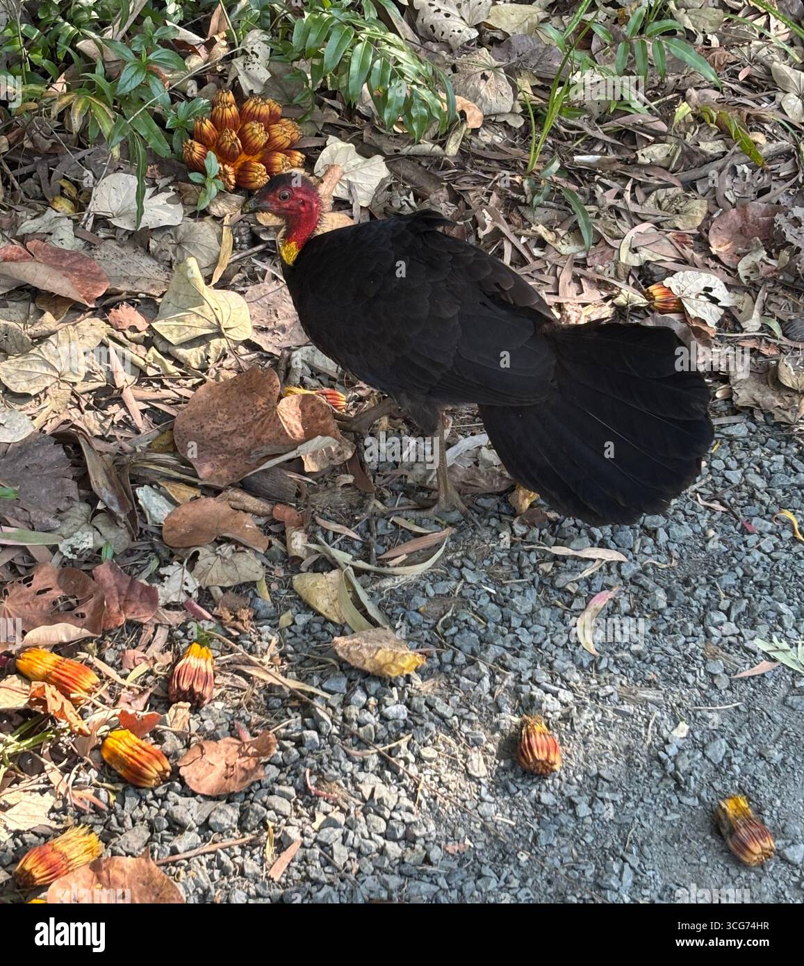 dinde en brosse (Alectura lathami) se nourrissant de fruits de Pandanus tombés, Cairns, Queensland, Australie - Image de stock capturée avec un smartphone