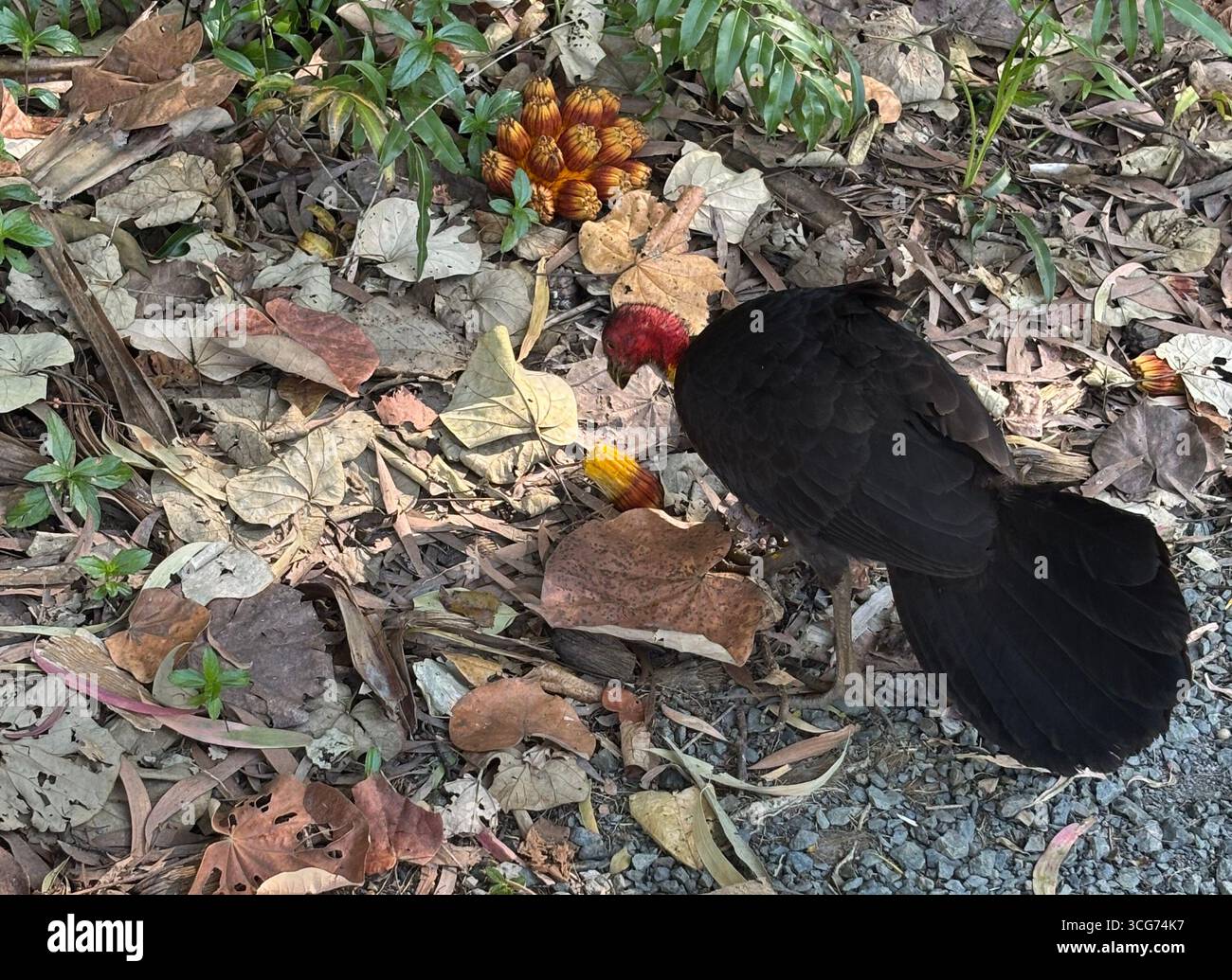 dinde en brosse (Alectura lathami) se nourrissant de fruits de Pandanus tombés, Cairns, Queensland, Australie - Image de stock capturée avec un smartphone