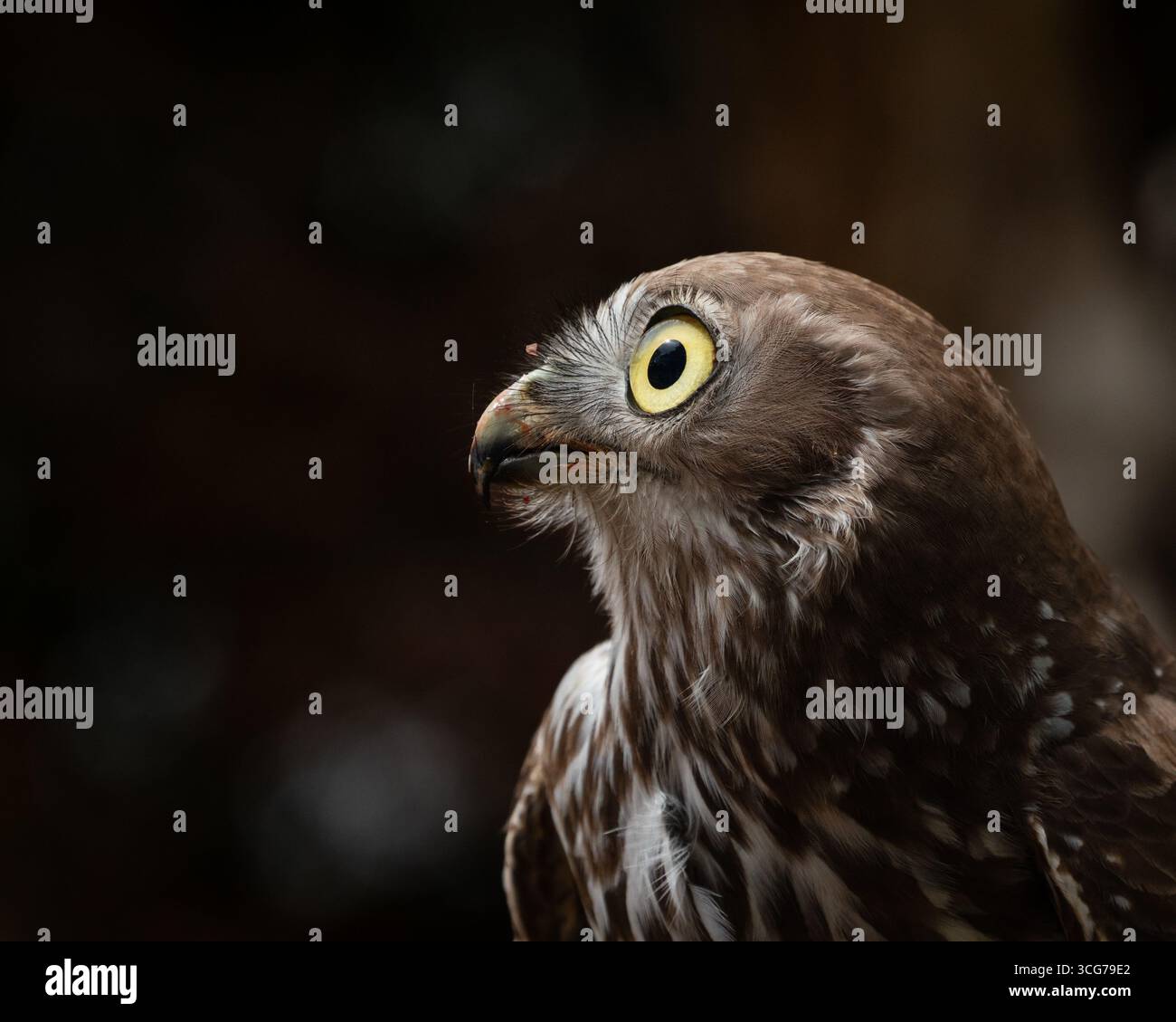 Gros plan Portrait de hibou avec des yeux jaunes vifs sur fond sombre Banque D'Images