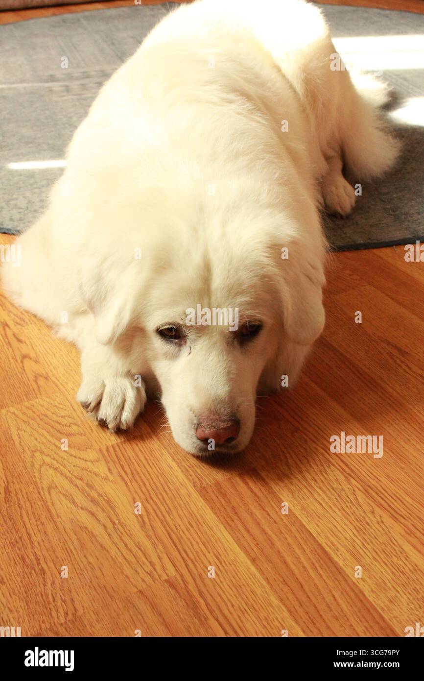 Chien reposant sur marbre Banque D'Images