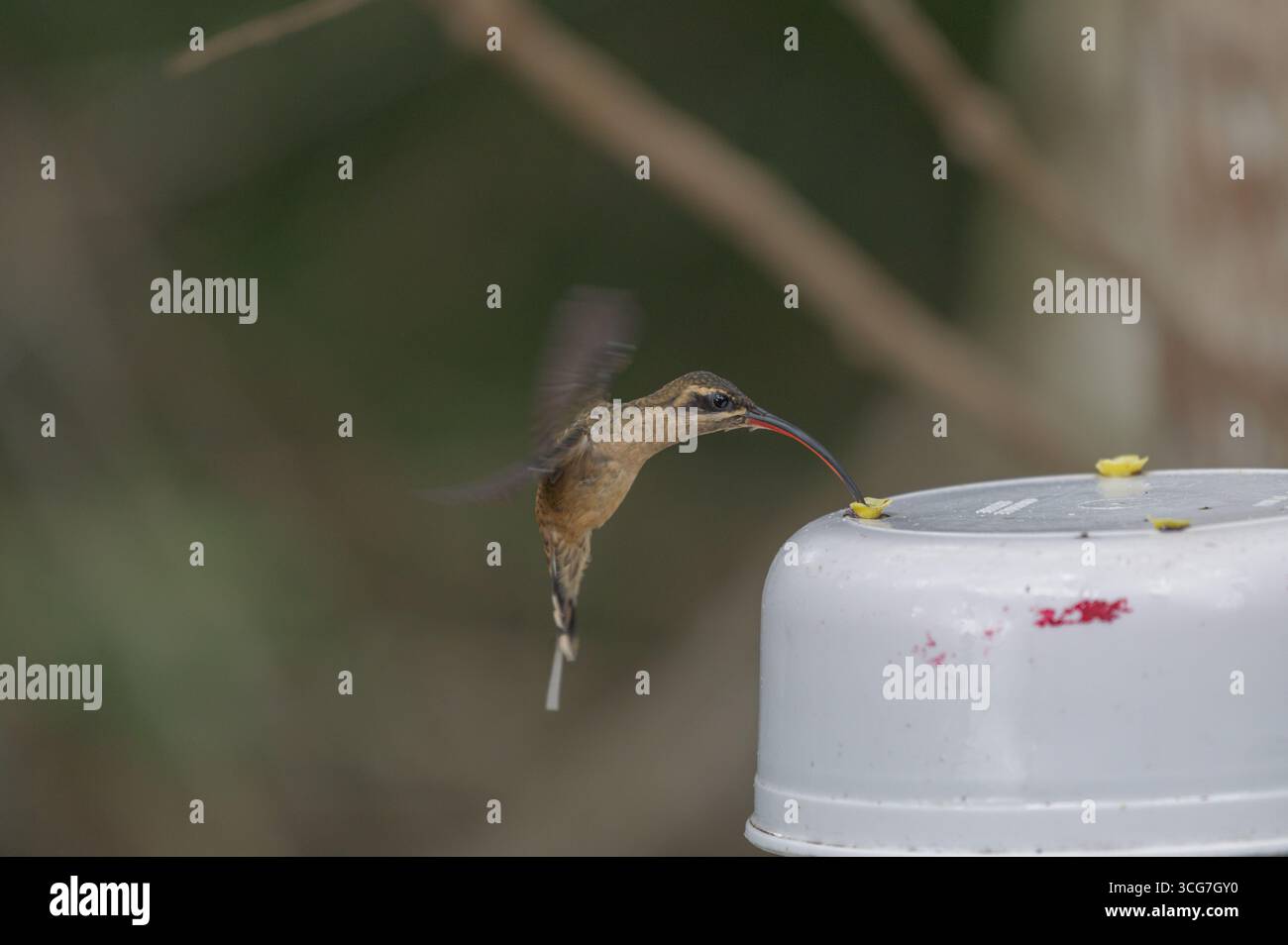 Voler un grand ermite à bec Banque D'Images