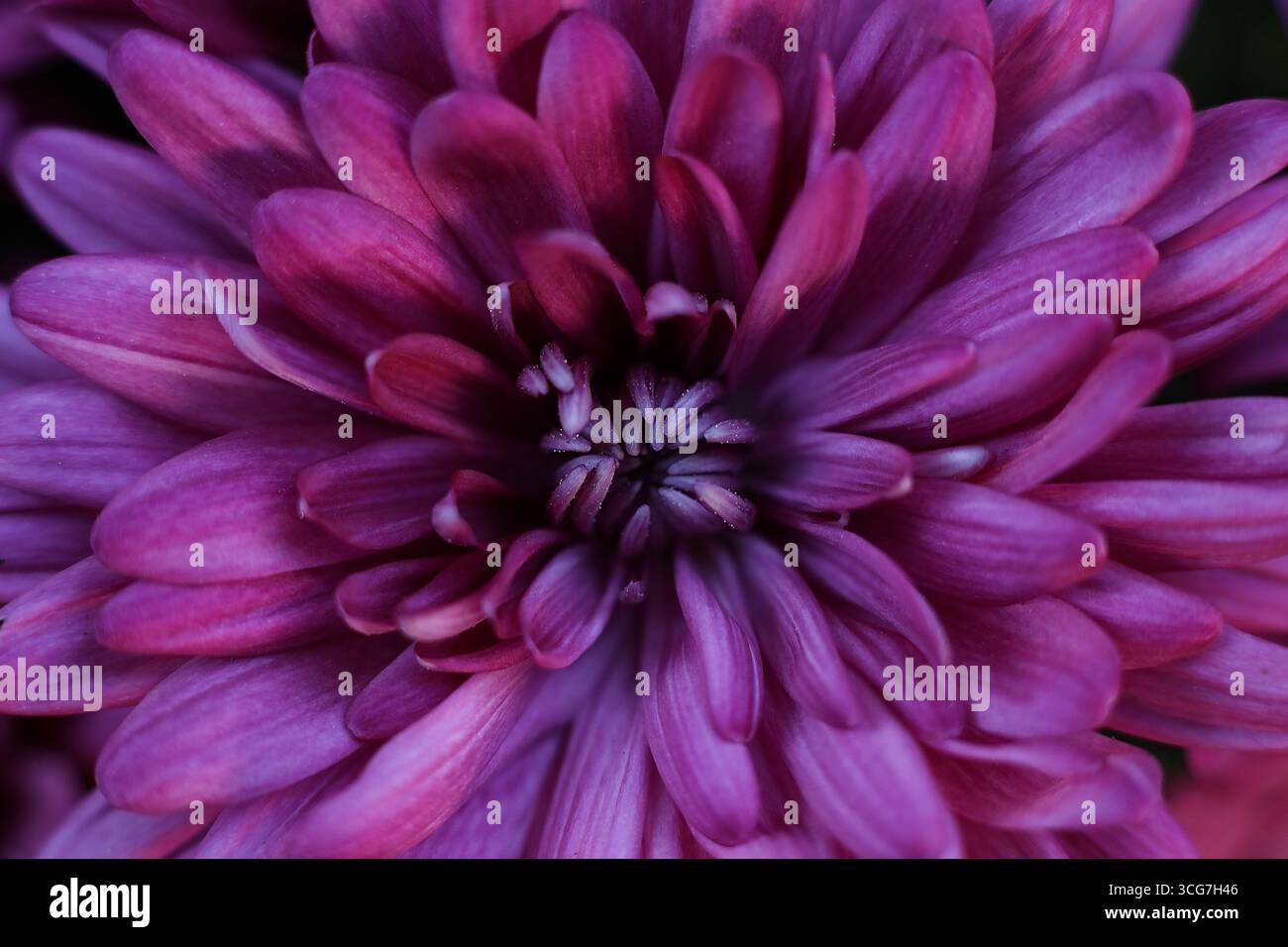 Gros plan d'une fleur jaune de chrysanthème. Mise au point sélective. Banque D'Images