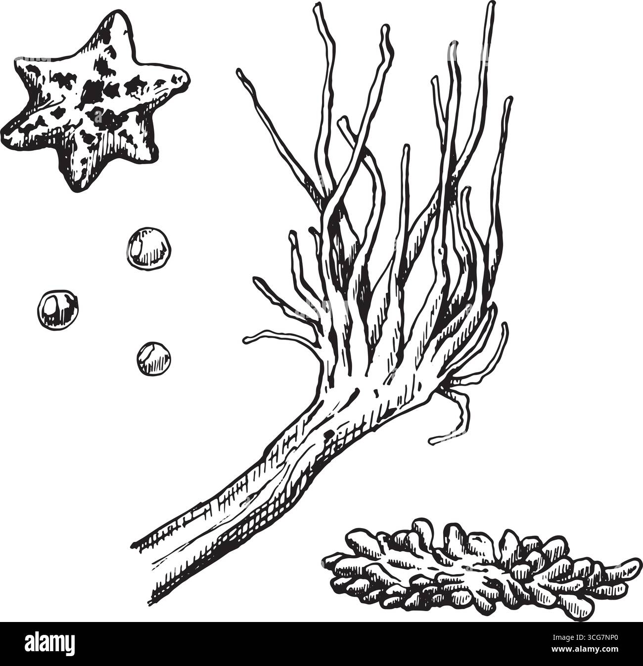 Ensemble vectoriel d'illustrations d'anémone de mer, d'étoiles de mer et de bulles. Graphique noir à l'encre dessiné à la main. Illustration de Vecteur