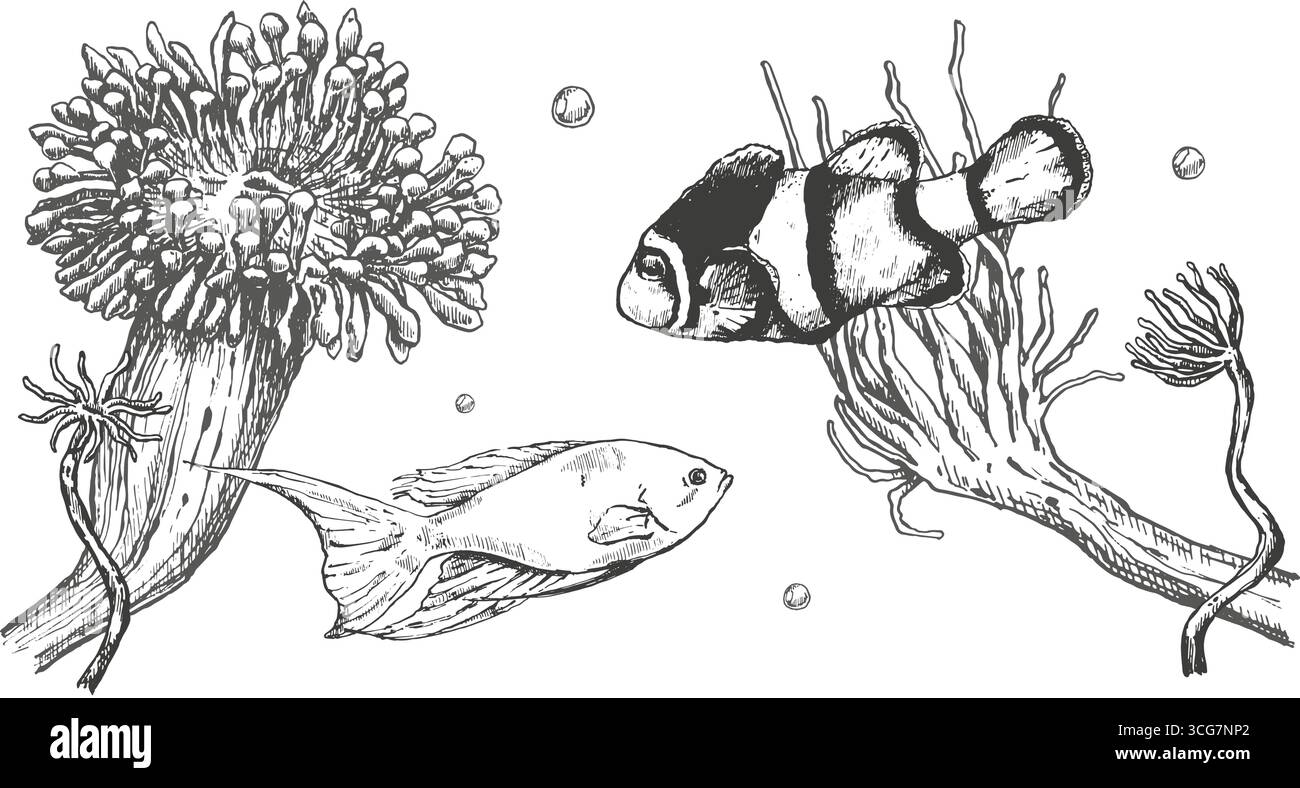 Composition vectorielle des anémones de mer et des poissons. Graphique gris dessiné à la main à l'encre pour la conception. Illustration de Vecteur