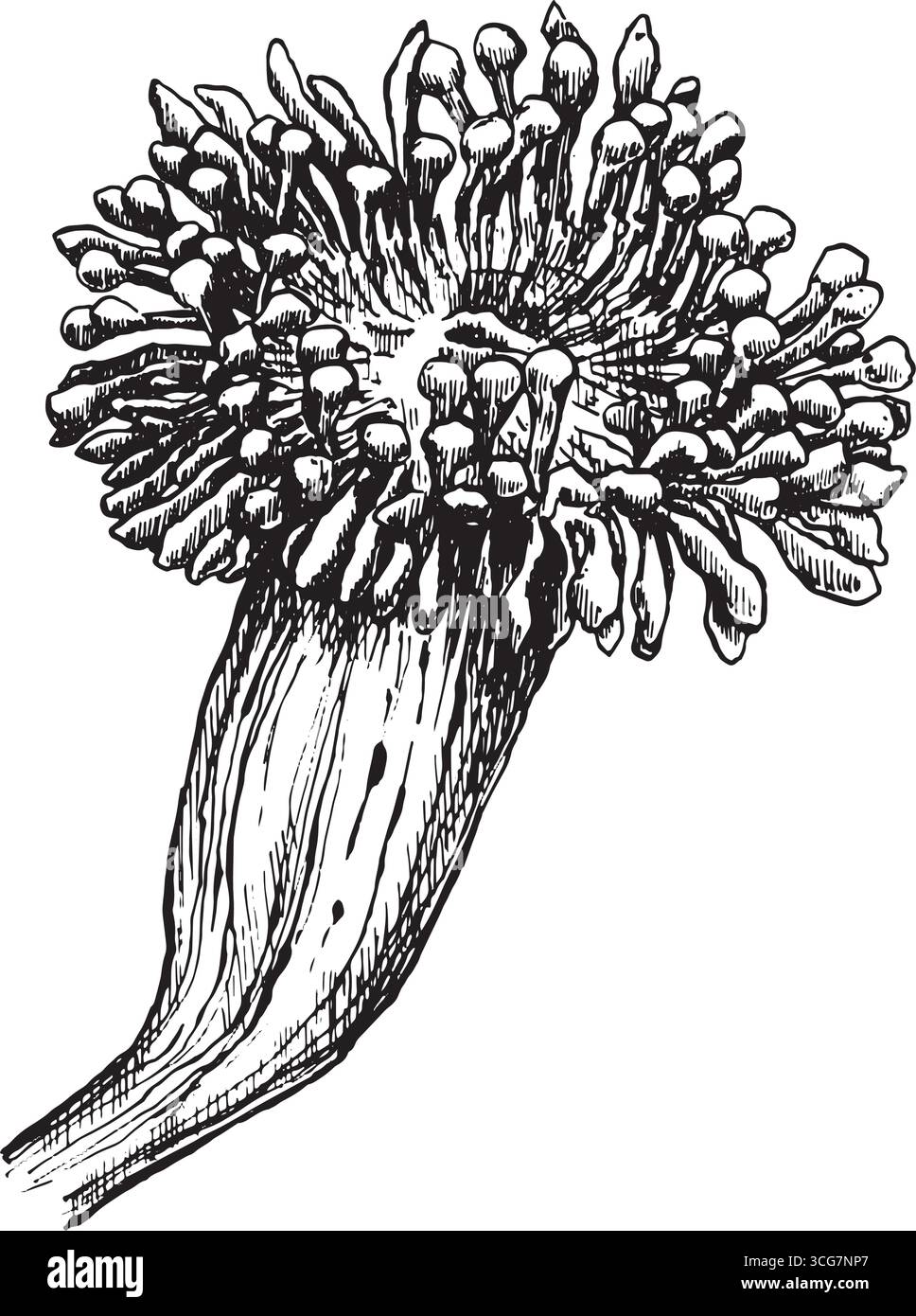 Illustration à l'encre dessinée à la main noire vectorielle de l'anémone de mer. Illustration pour publications scientifiques, livres de coloriage et design Illustration de Vecteur