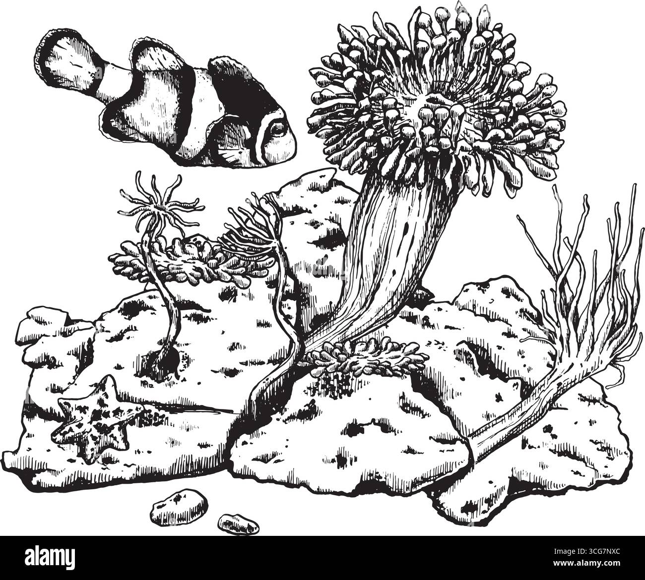 Composition vectorielle des anémones de mer et des poissons. Illustration à l'encre noire pour publications scientifiques, livres de coloriage et design Illustration de Vecteur