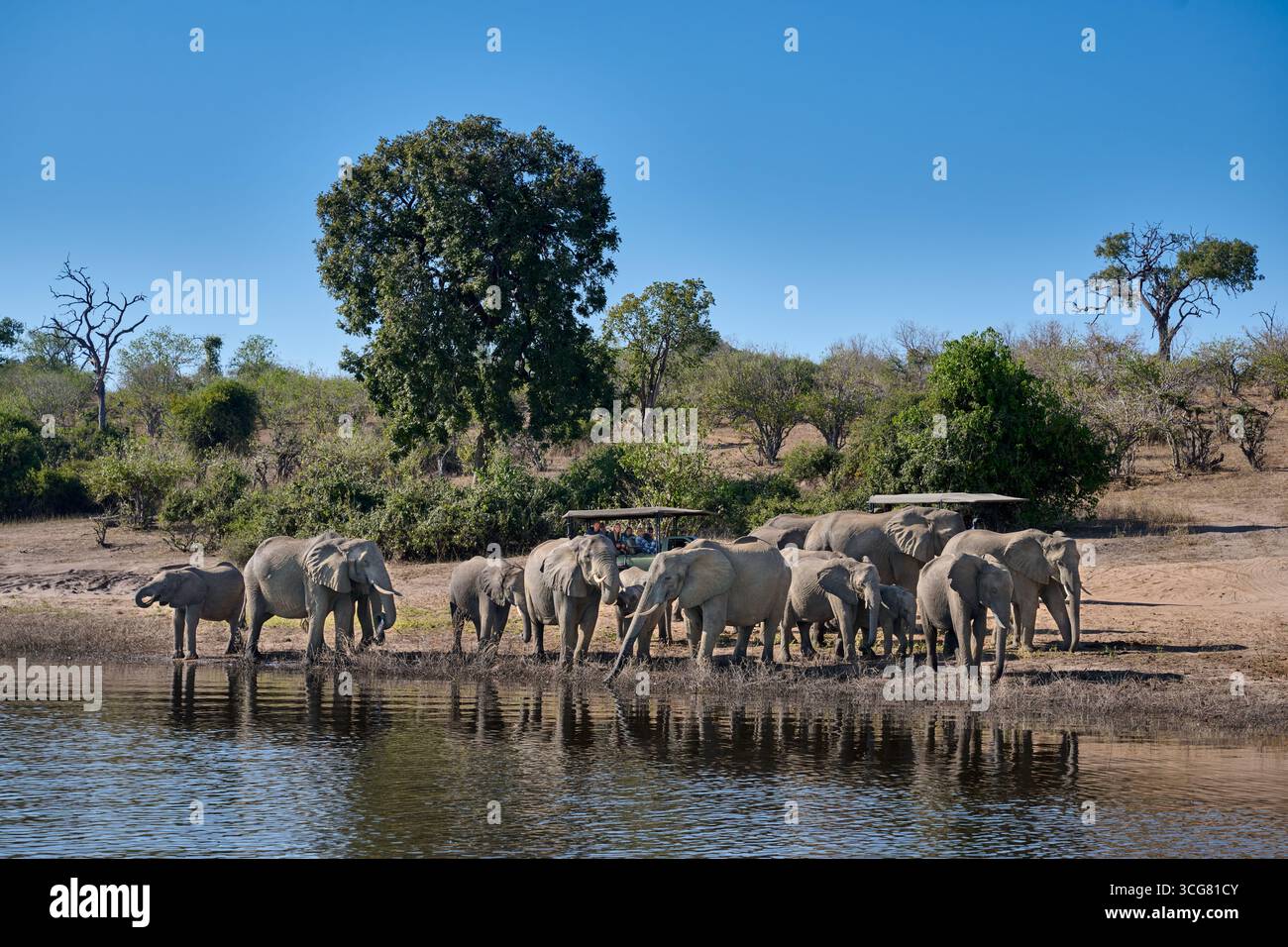 Famille d'éléphant de brousse d'Afrique (Loxodonta africana) à la rivière Chobe suivie d'une voiture de safari, parc national de Chobe, Botswana Afrique Banque D'Images