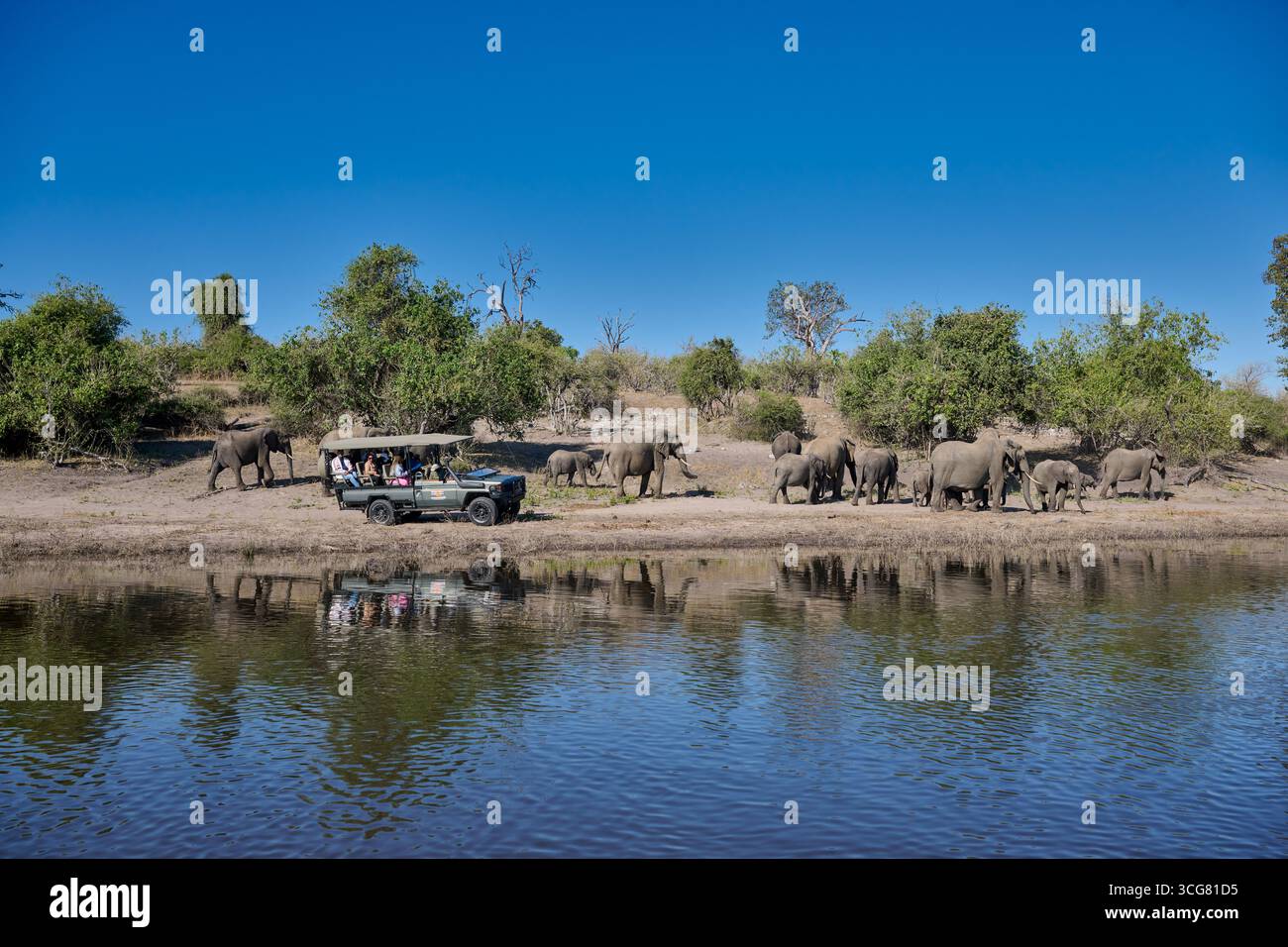 Famille d'éléphant de brousse d'Afrique (Loxodonta africana) à la rivière Chobe suivie d'une voiture de safari, parc national de Chobe, Botswana Afrique Banque D'Images