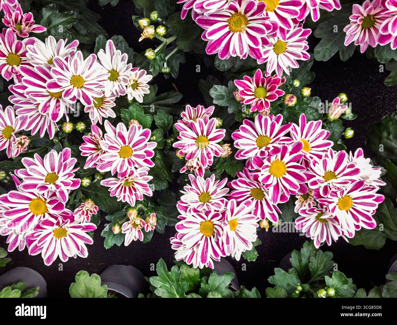 Gros plan sur les fleurs de chrysanthème « Armin » montrant des pétales roses et blancs éclatants et des détails floraux fins dans un jardin d'automne Banque D'Images