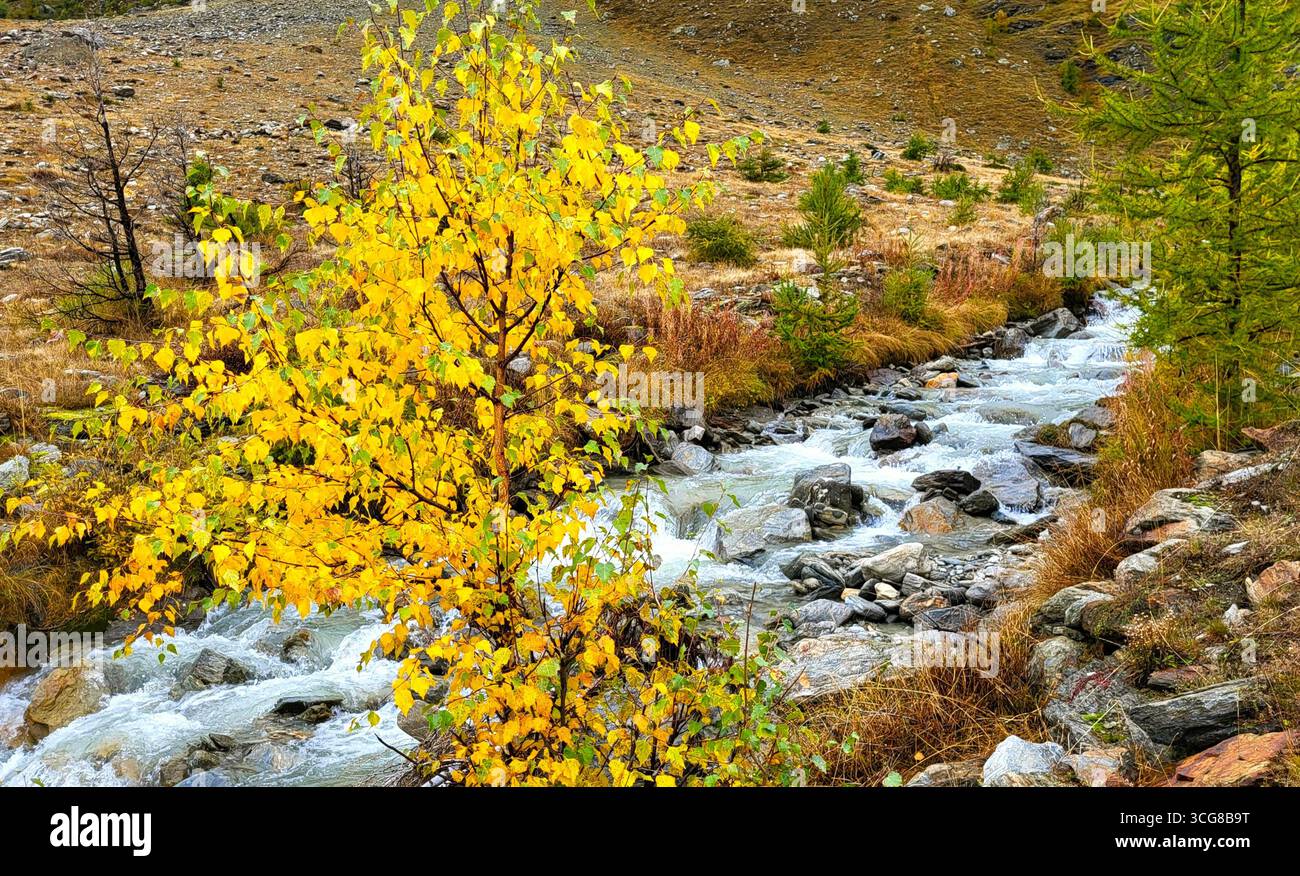 Petit bouleau avec des feuilles d'automne jaunes par un ruisseau de montagne entouré d'une végétation alpine colorée Banque D'Images