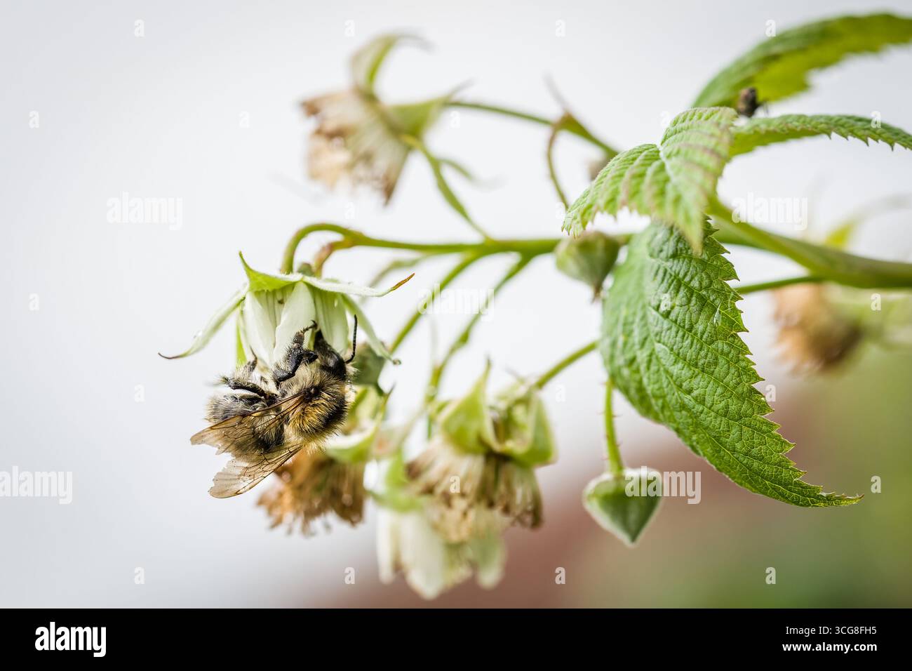 Un bourdon recueille le pollen d'une fleur de framboise dans un jardin en Allemagne au printemps. Banque D'Images