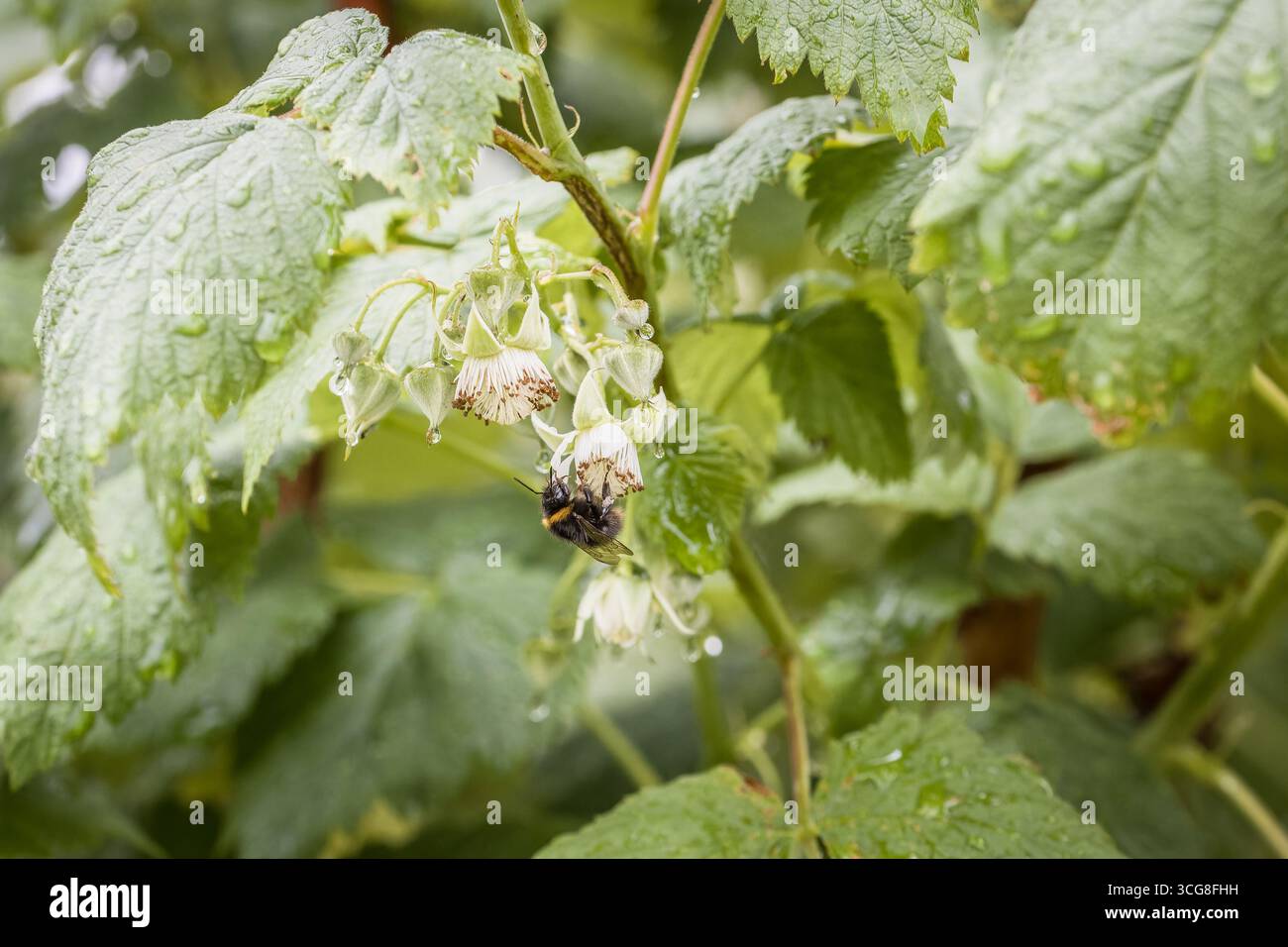 Un bourdon recueille le pollen d'une fleur de framboise dans un jardin en Allemagne au printemps. Banque D'Images