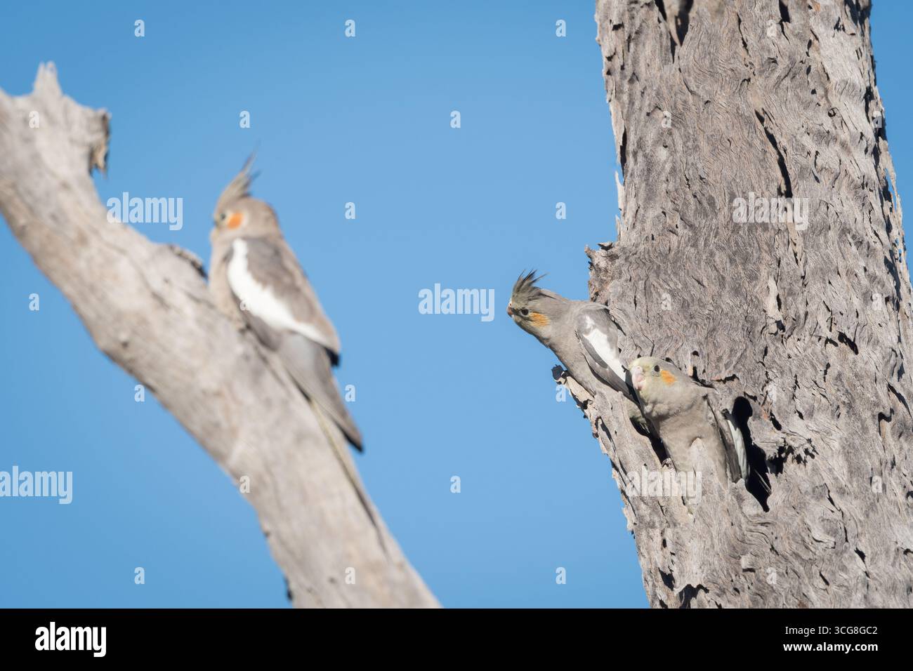 Les deux derniers, les jeunes cockatiels sont réticents à prendre leur premier vol comme l'a fait leur frère et sœur, perché sur une branche d'arbre voisine. Banque D'Images