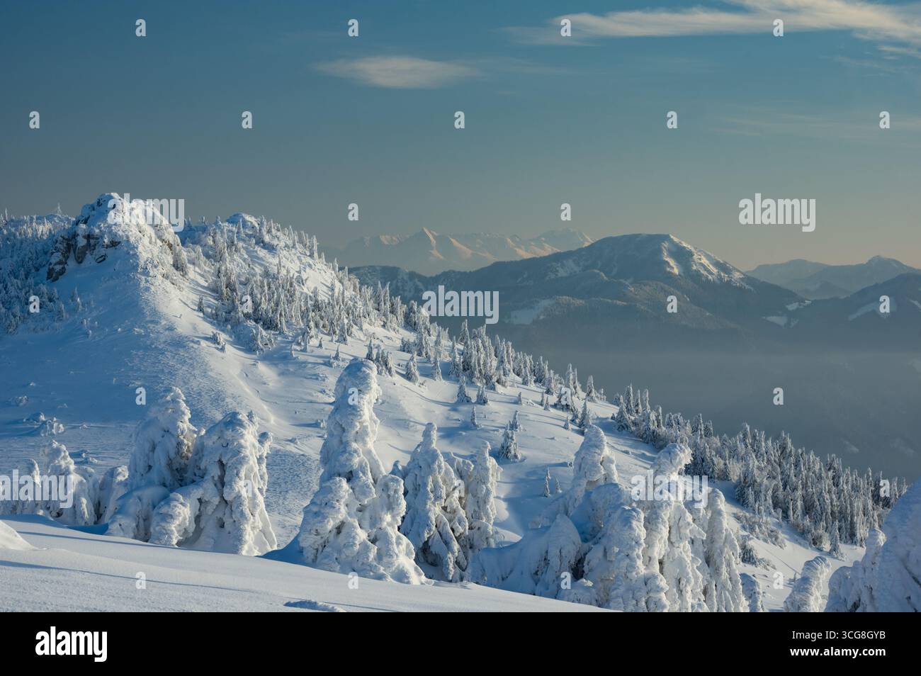 Vue sur les arbres enneigés accrochés aux pentes abruptes et ensoleillées des montagnes Velka Fatra sous un ciel clair et froid, région de Žilina, Slovaquie. Banque D'Images
