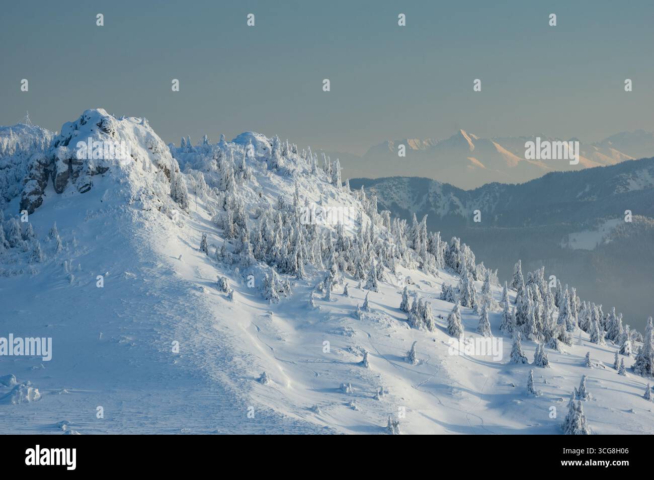 Vue des arbres enneigés accrochés aux pentes abruptes des montagnes Velka Fatra sous un ciel doux et éthéré, une scène hivernale sereine, Liptovské Revúce, région de Žilina, Slovaquie. Banque D'Images