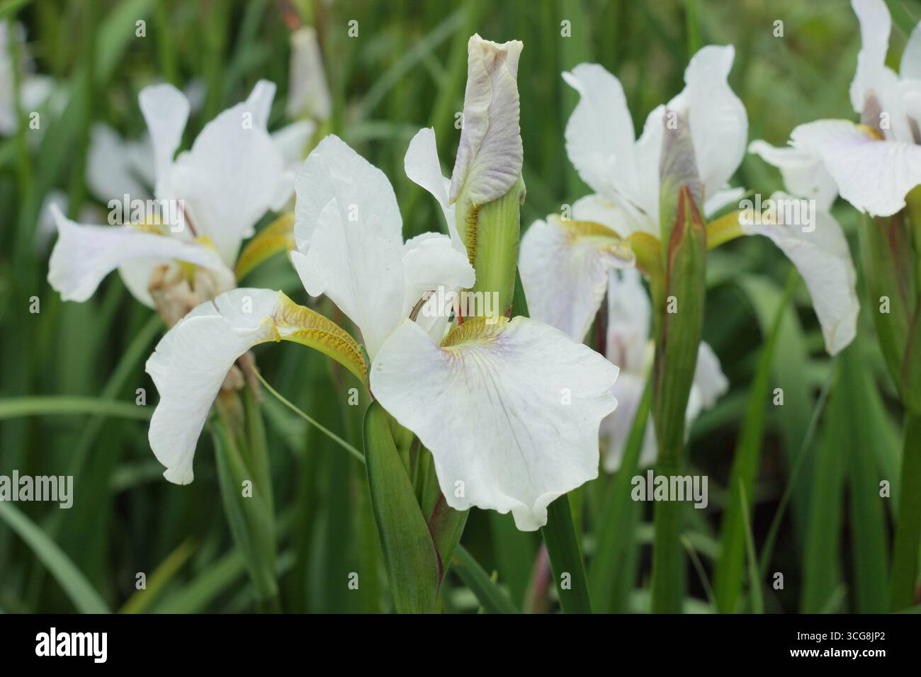 Iris Berliner Overture, iris sibérien floraison au début de l'été. ROYAUME-UNI. Iris sibirica Berliner Overture. Banque D'Images