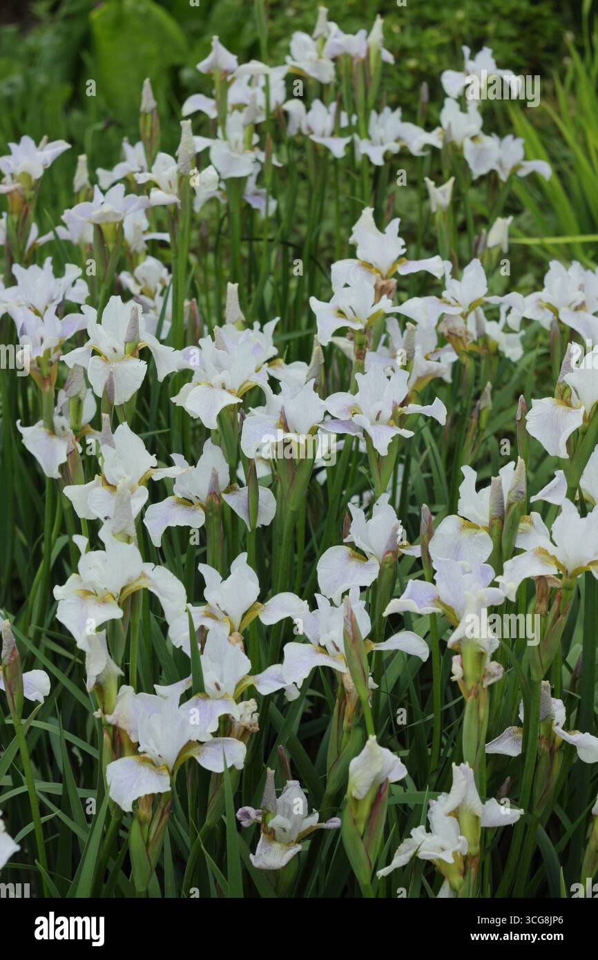 Iris Berliner Overture, iris sibérien floraison au début de l'été. ROYAUME-UNI. Iris sibirica Berliner Overture. Banque D'Images