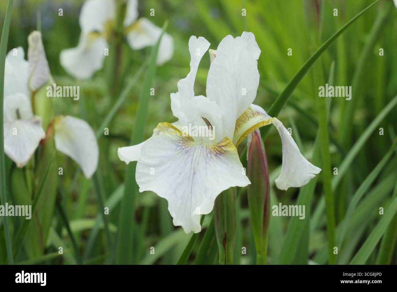 Iris Berliner Overture, iris sibérien floraison au début de l'été. ROYAUME-UNI. Iris sibirica Berliner Overture. Banque D'Images