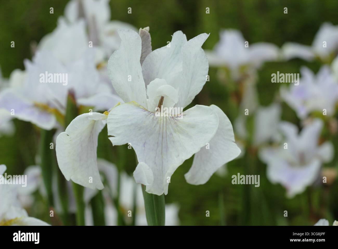 Iris Berliner Overture, iris sibérien floraison au début de l'été. ROYAUME-UNI. Iris sibirica Berliner Overture. Banque D'Images