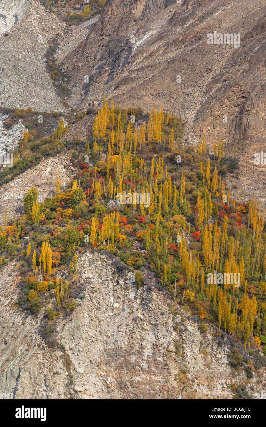 Vue d'arbres dorés et rouges accrochés au terrain accidenté et rocheux, témoignage de la résilience et de la beauté de la nature, Hunza Nagar, Gilgit Baltistan, Pakistan. Banque D'Images
