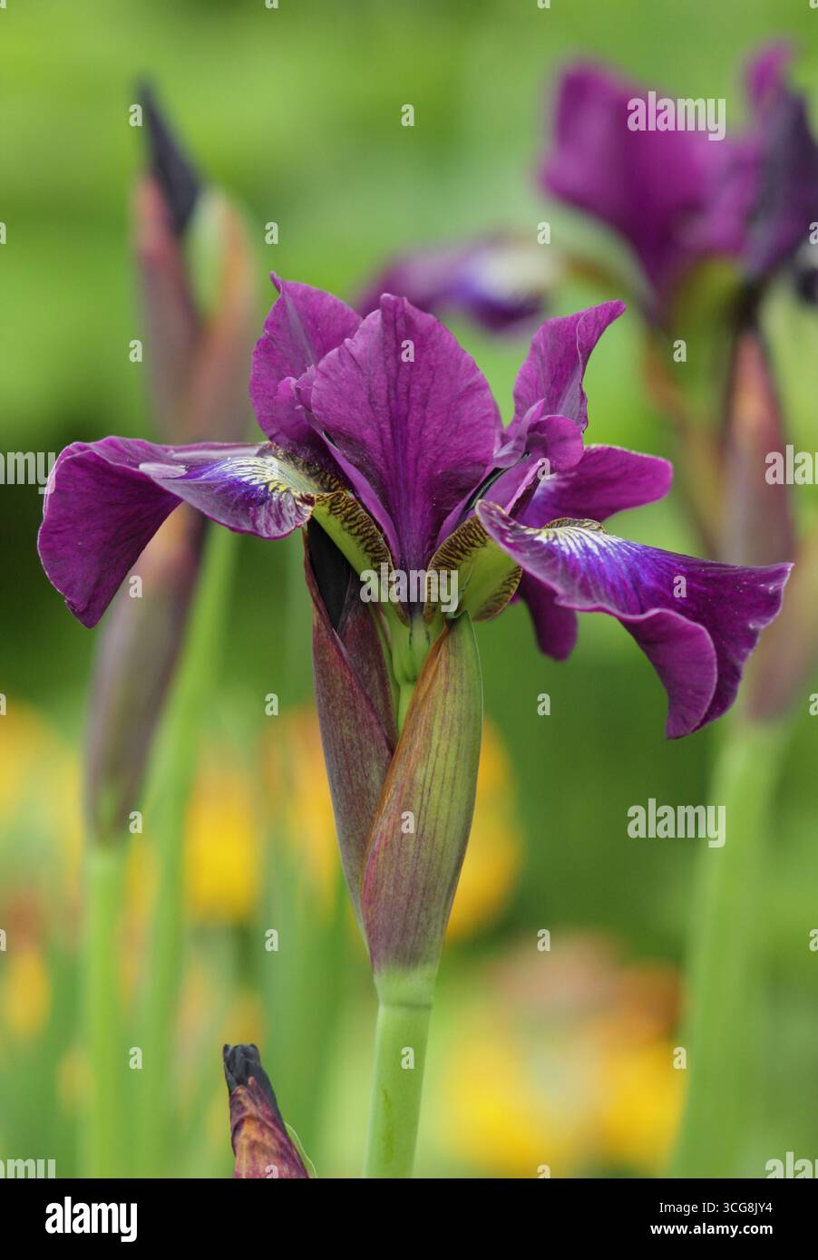 Vin violet Iris Berlin. Iris sibirica. L'iris sibérien fleurit au début de l'été. ROYAUME-UNI Banque D'Images