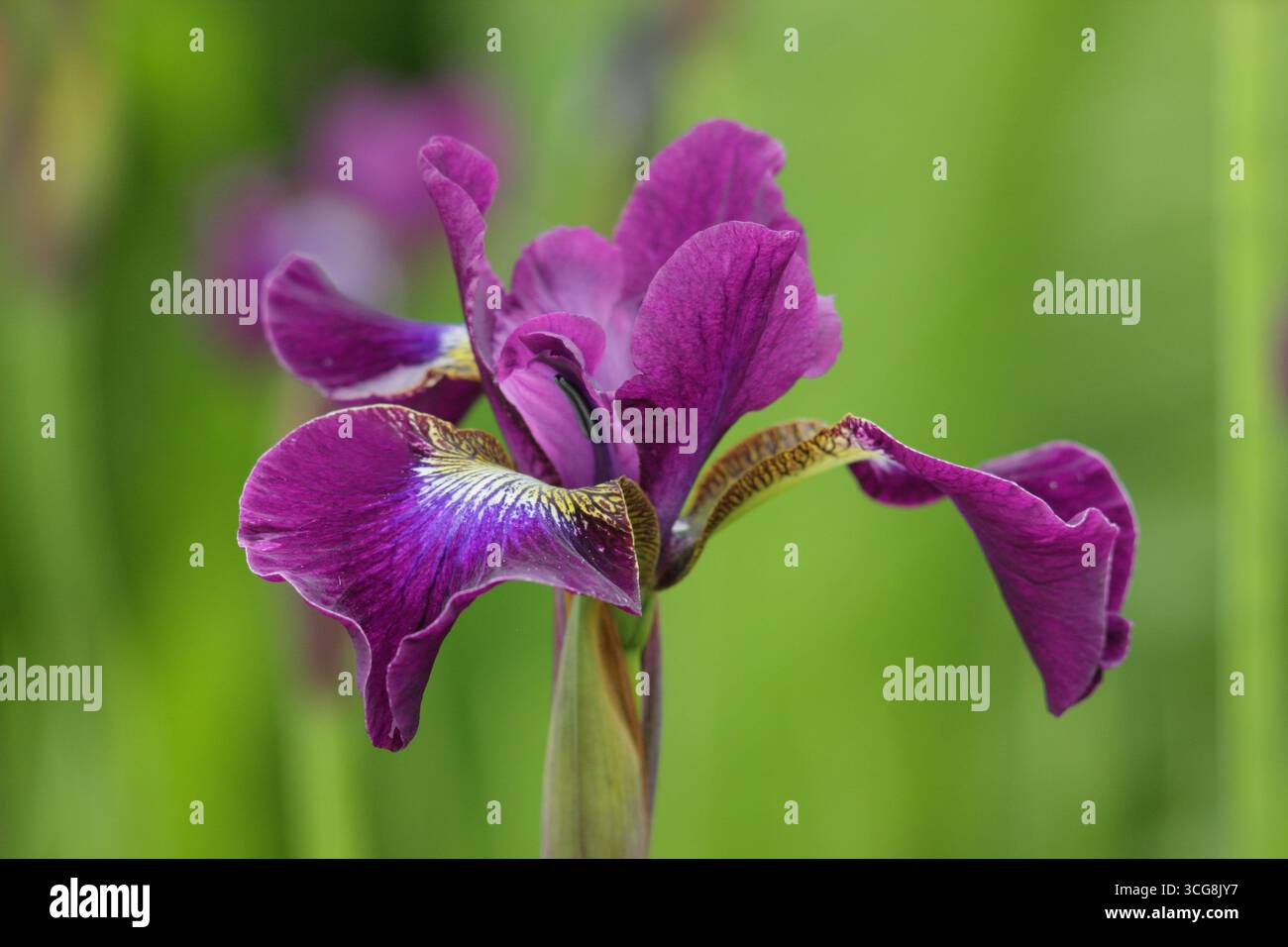 Vin violet Iris Berlin. Iris sibirica. L'iris sibérien fleurit au début de l'été. ROYAUME-UNI Banque D'Images