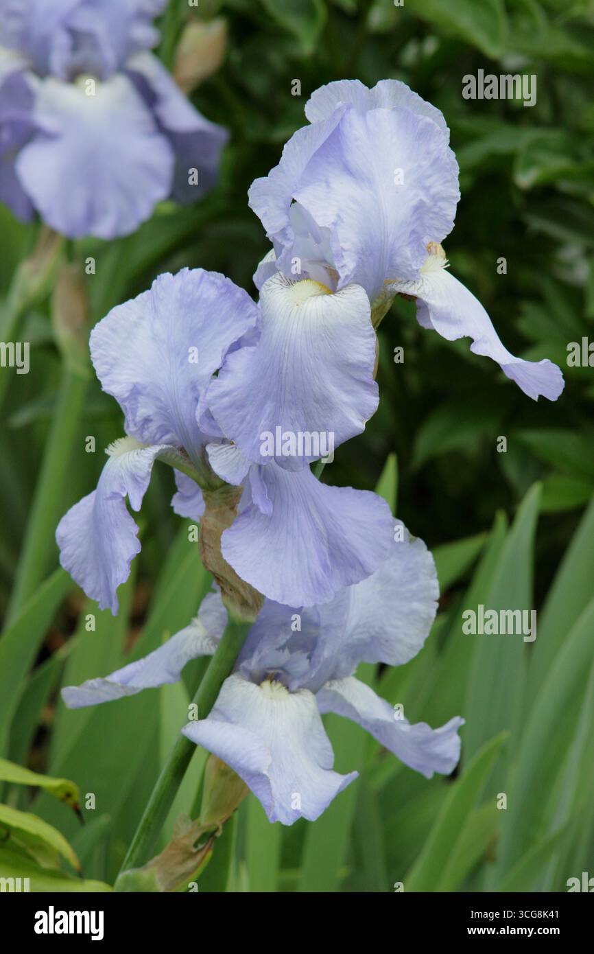 Iris jane Phillips affichant des fleurs bleues pâles et parfumées caractéristiques au début de l'été. ROYAUME-UNI Banque D'Images