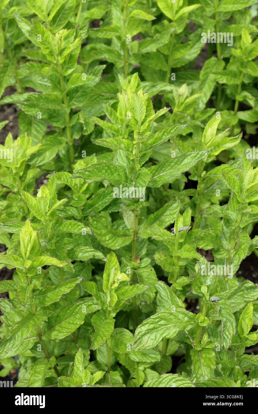 Mentha Sativa, menthe traditionnelle du jardin. Menthe aromatisée et parfumée, cultivée à des fins culinaires. ROYAUME-UNI Banque D'Images