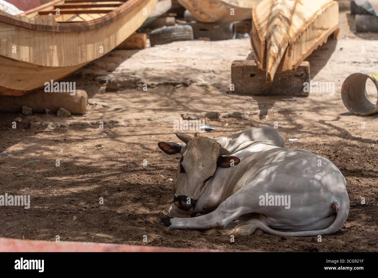 Dakar, Sénégal - 12 mai 2025 : vue d'une vache sereine de couleur crème repose paisiblement dans l'ombre des bateaux en bois à la plage de Soumbédioune, sous un soleil éclatant. Banque D'Images