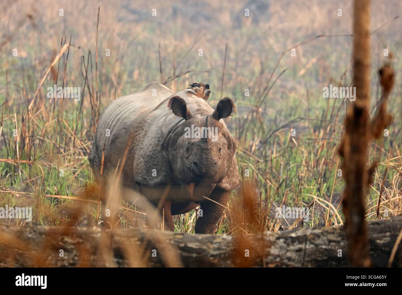Rhinocéros indiens dans la forêt du parc national de Chitwan, Népal Banque D'Images